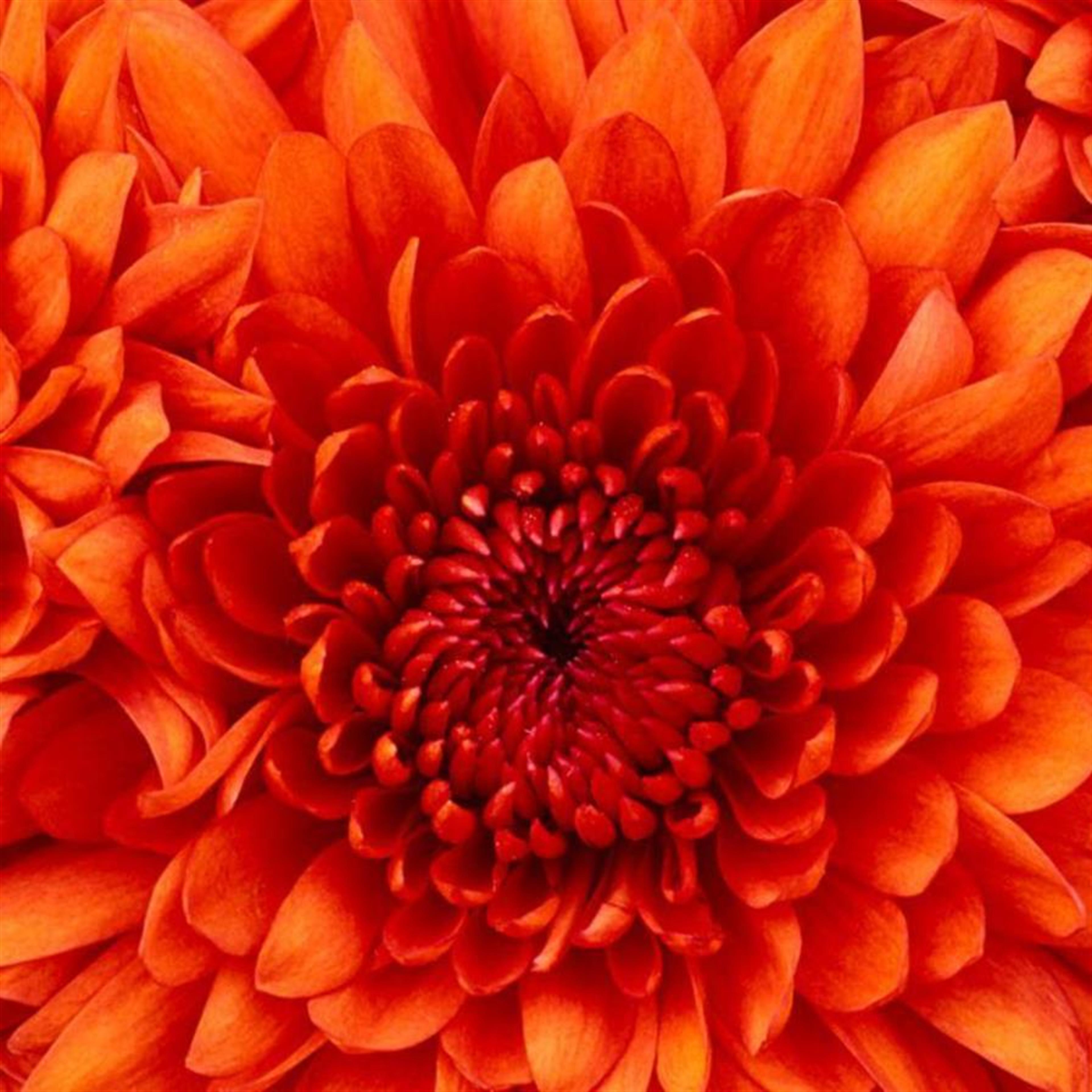 Sarah Katherine King (Buffalo)