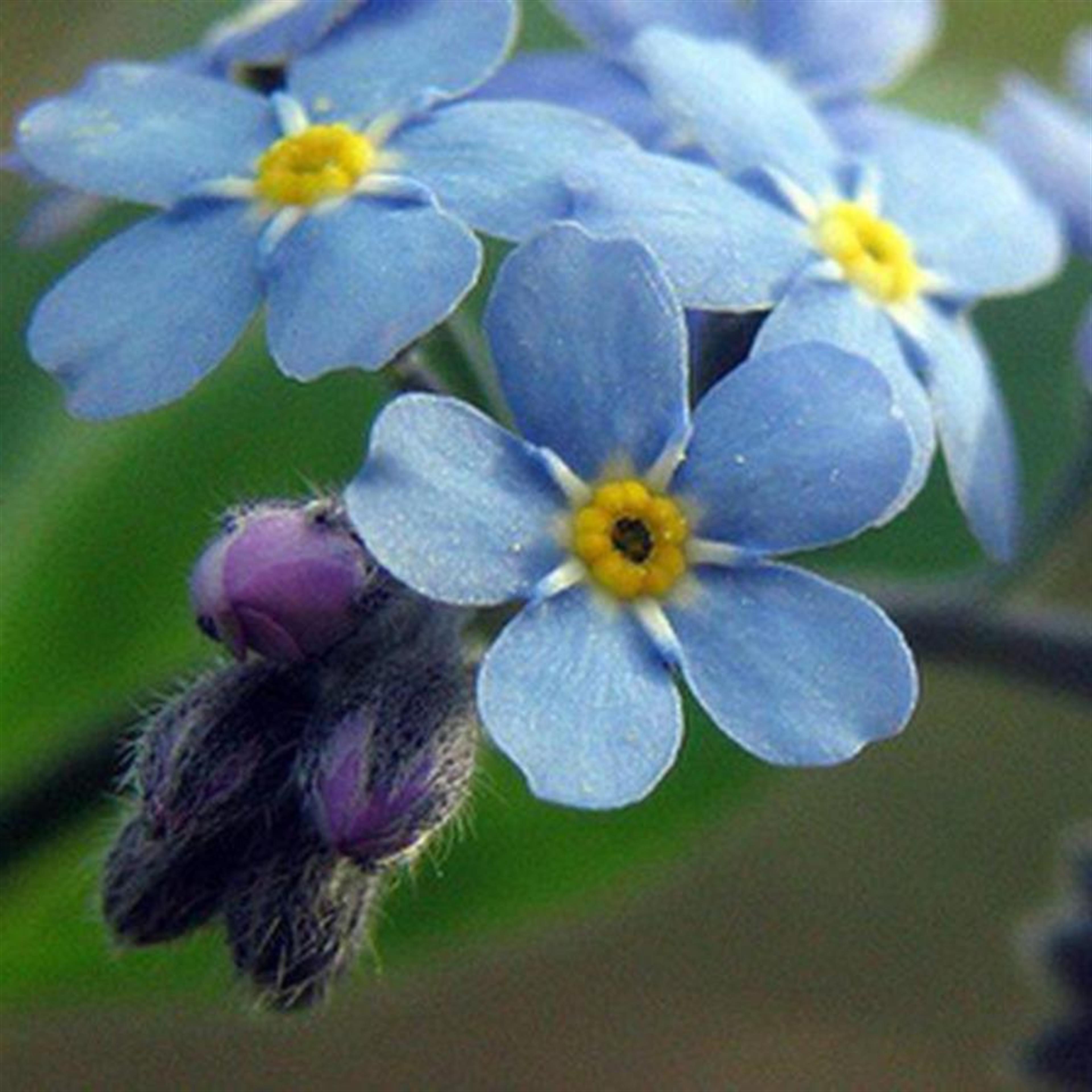 Peggy Varney Collins