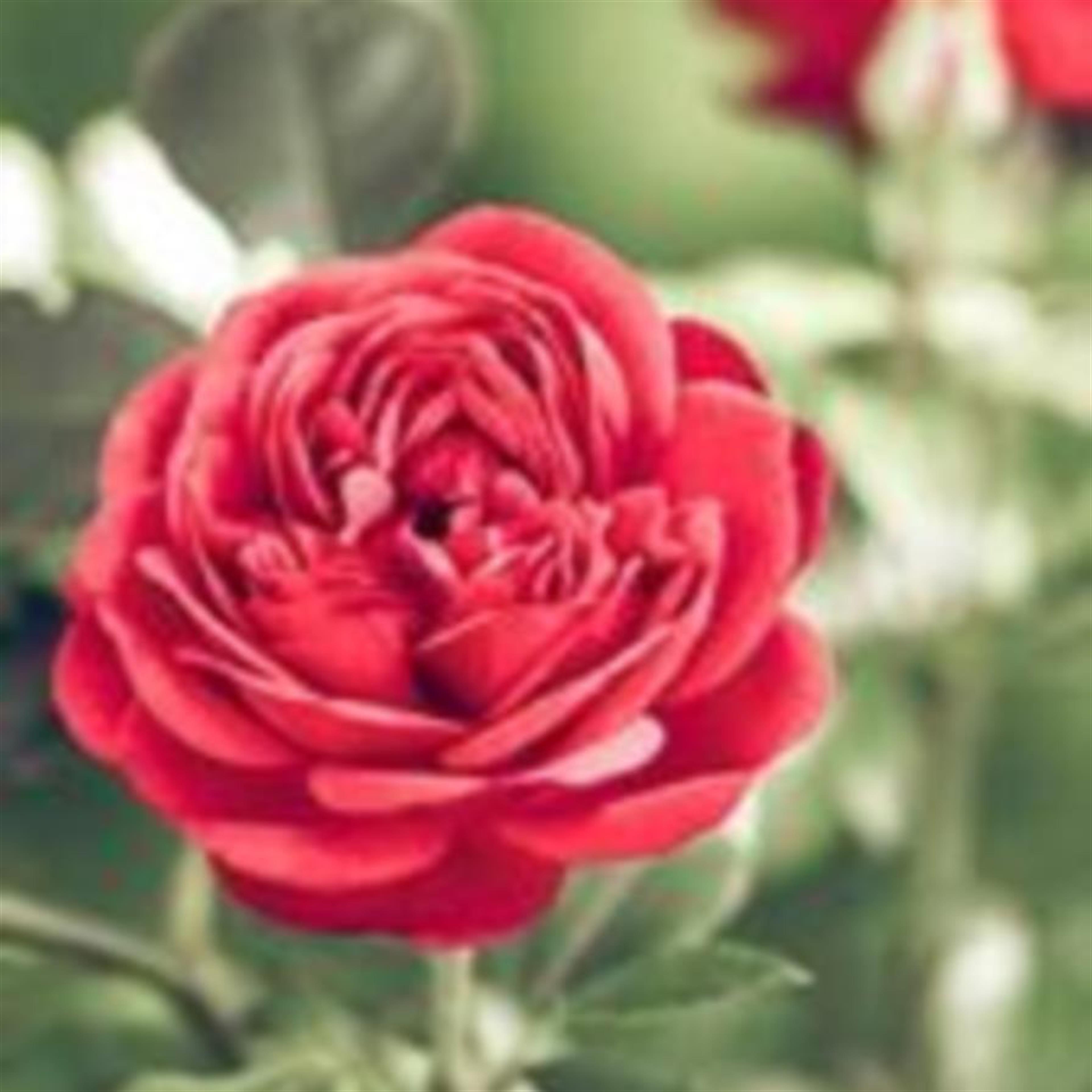 Margaret A. Dehne (Buffalo)'s obituary picture