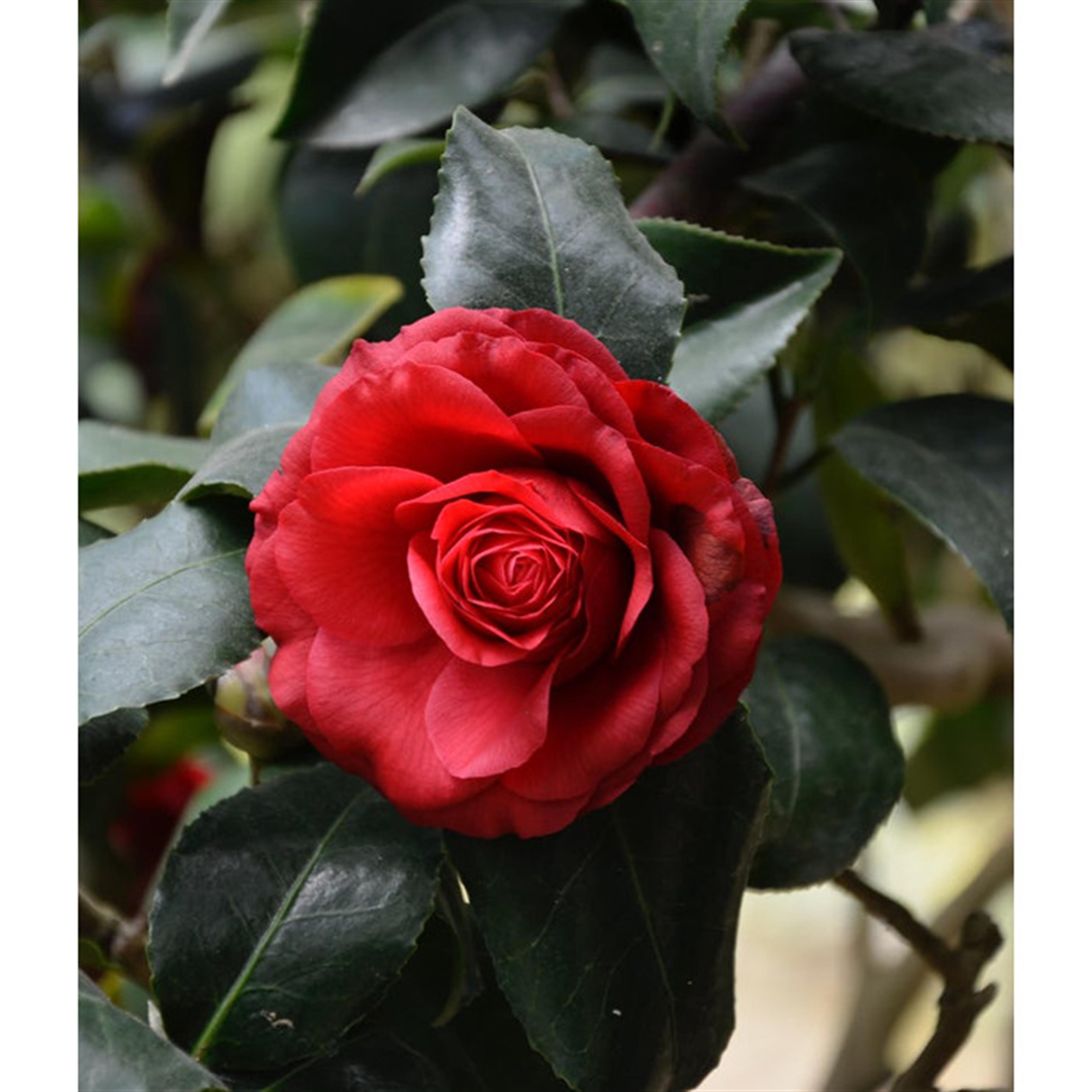 Mary Margaret Seeley