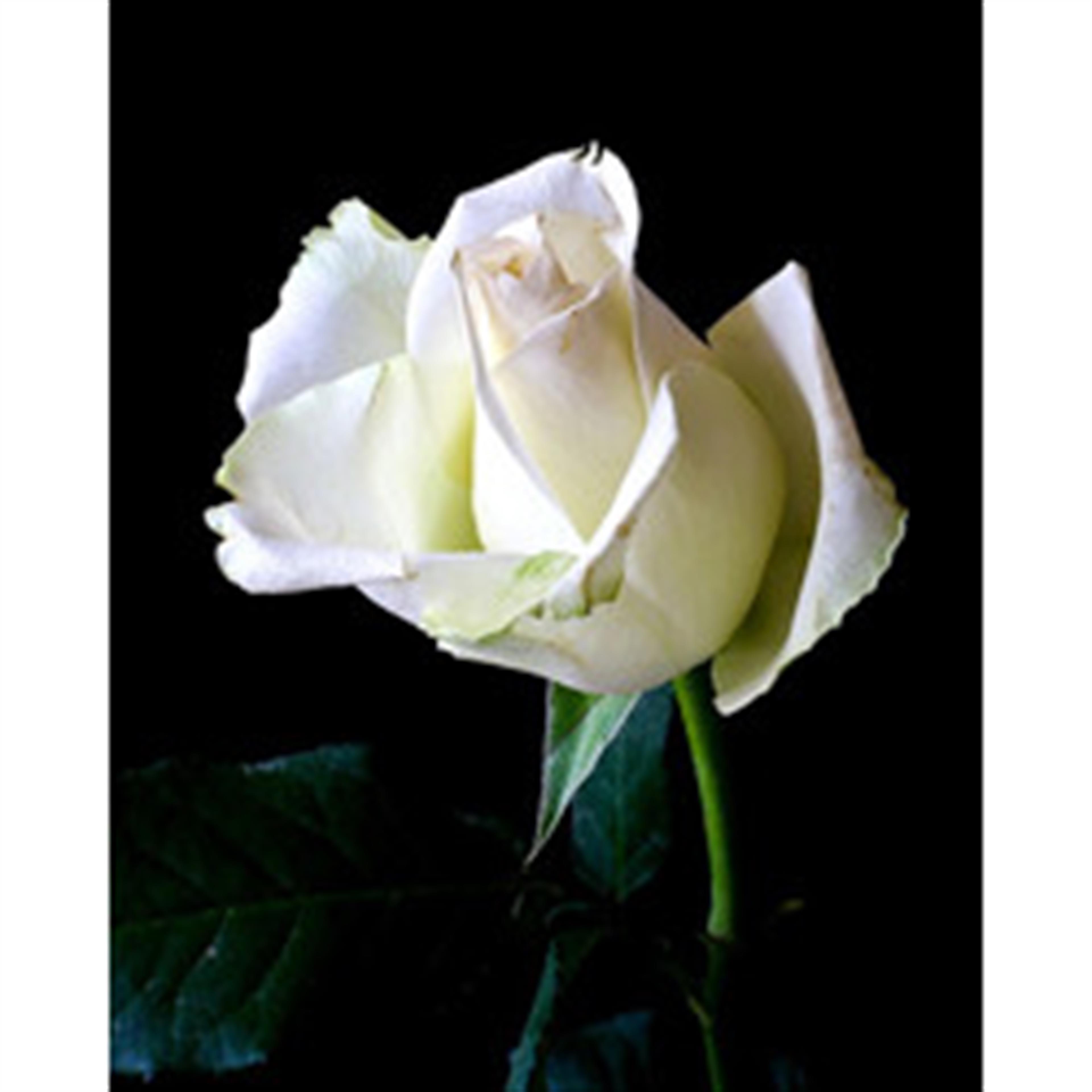 Masako Feddema's obituary picture