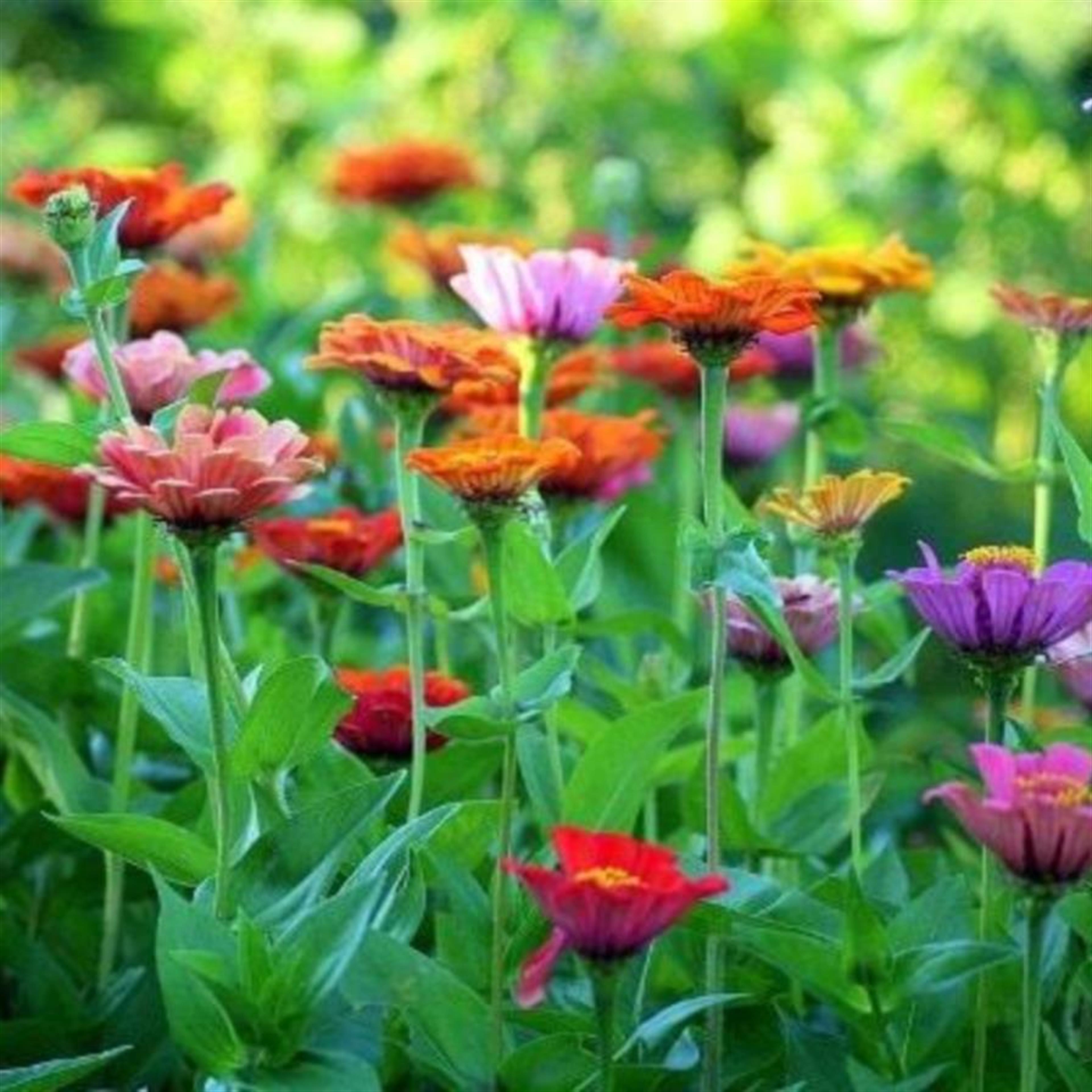 Mrs. Betty Sue Weldon Curlee