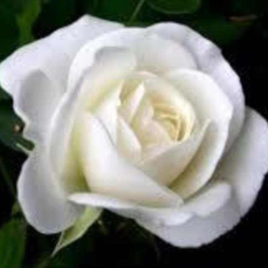 Tribute Wall