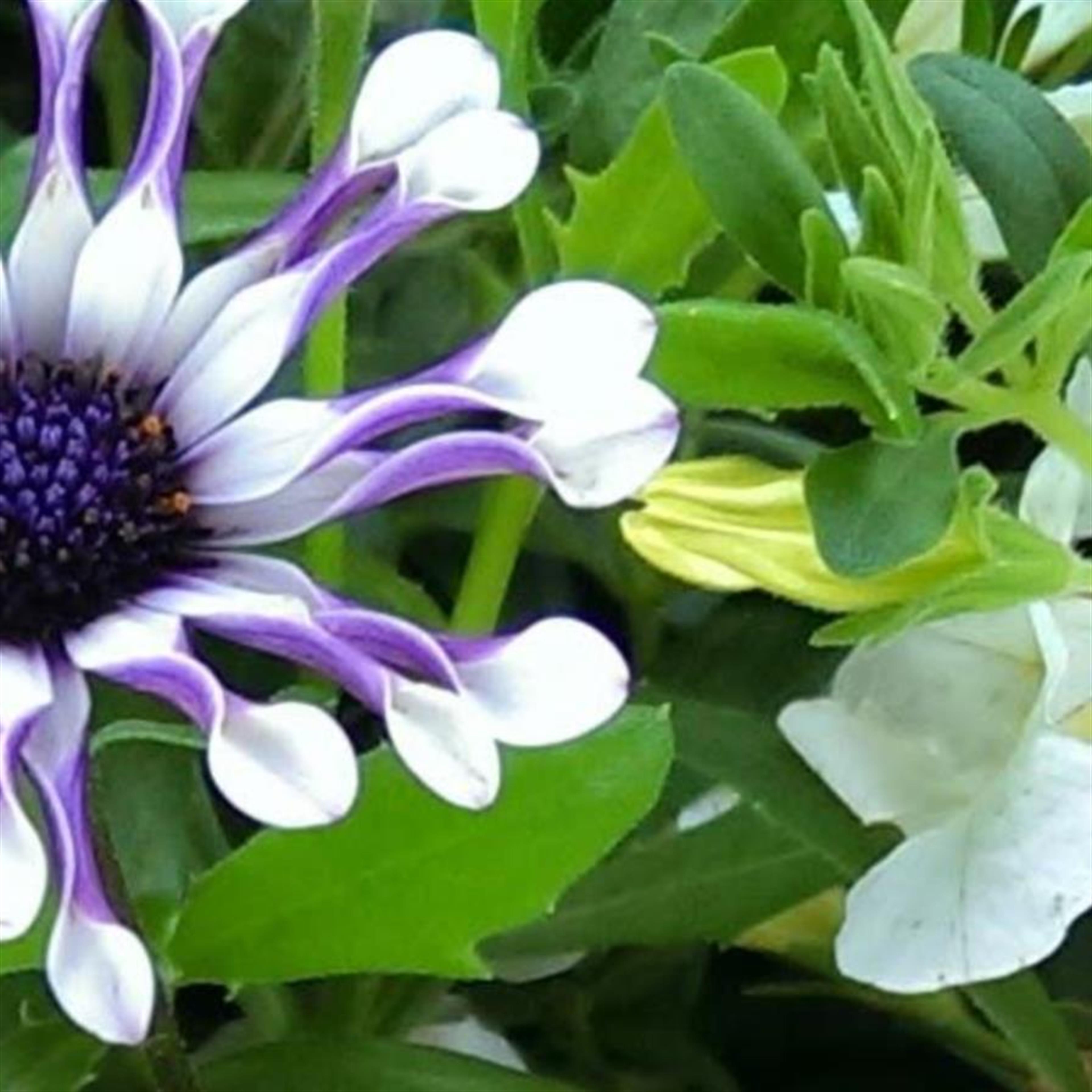 Emma J. Ramsey-Kelly