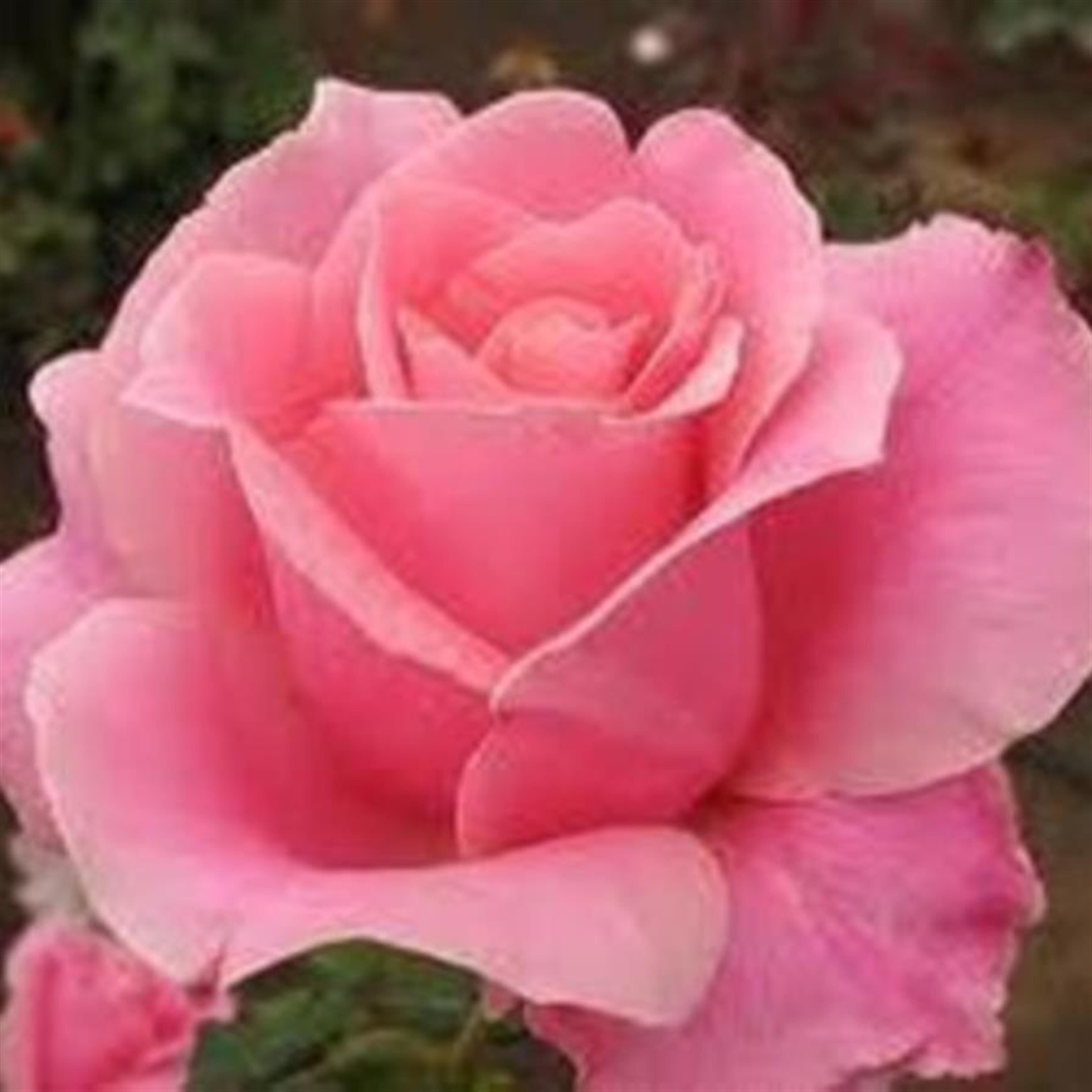 Doris Mariann Smith (Lebanon)