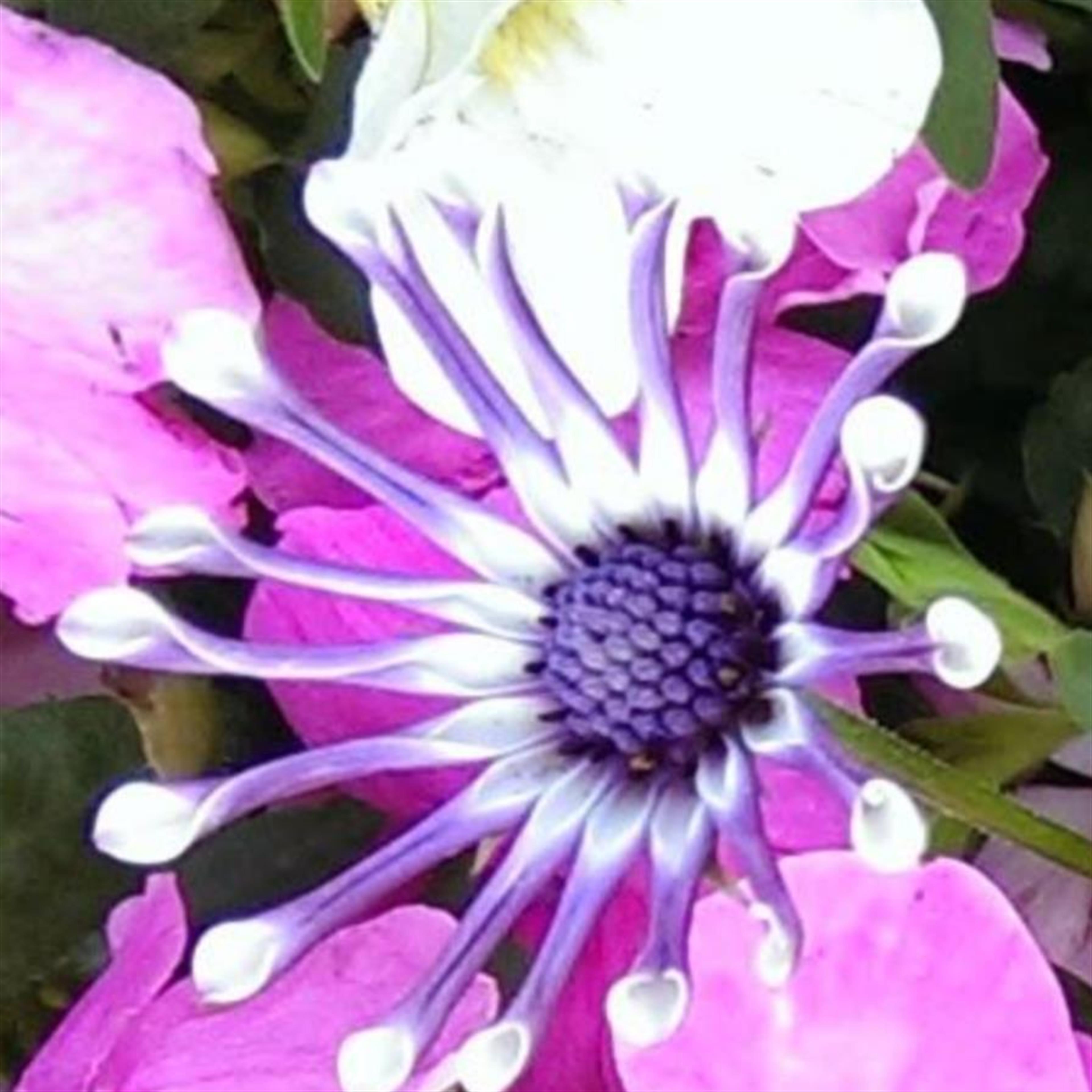 Dorothy Elizabeth Wescott's obituary picture