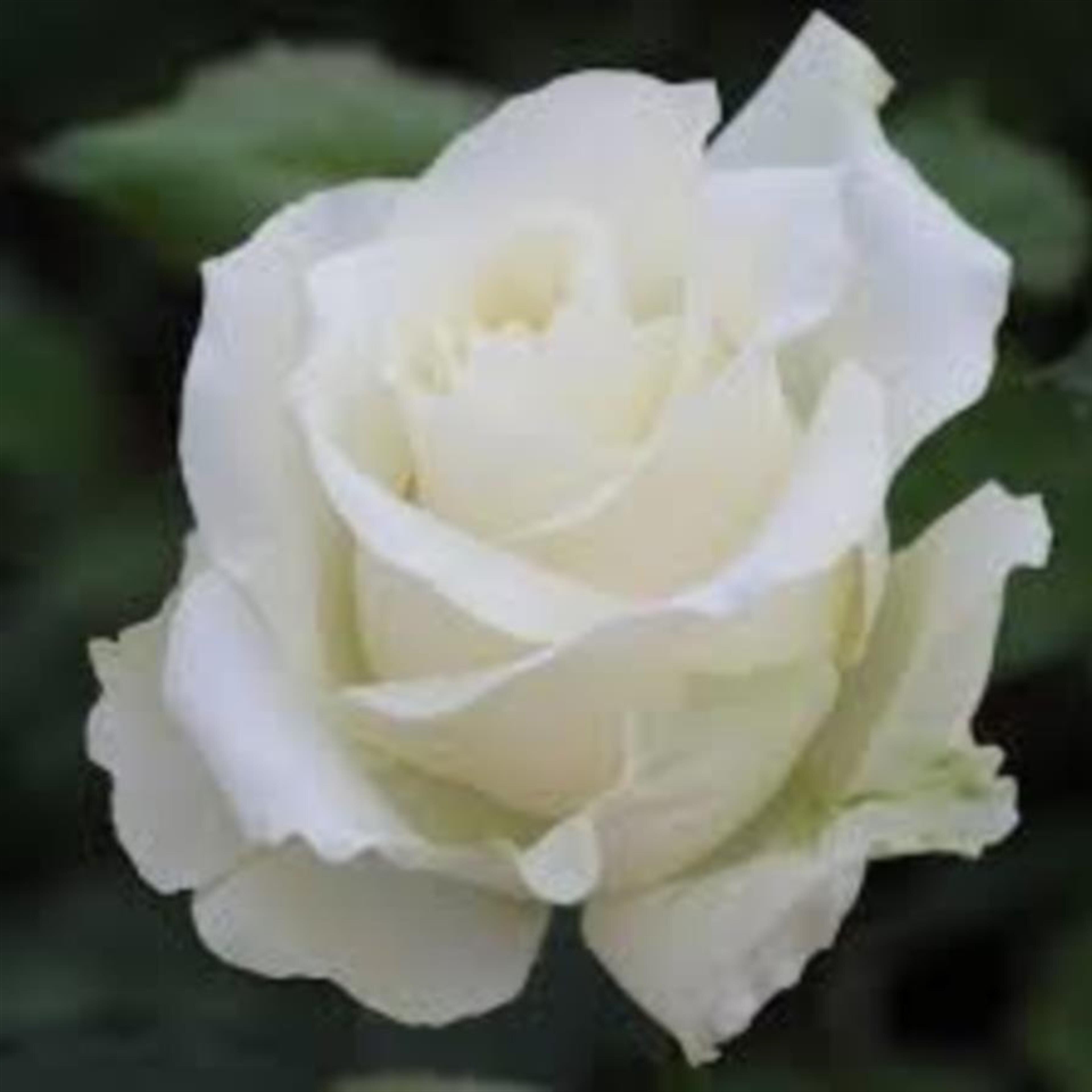 Florence L Brooks