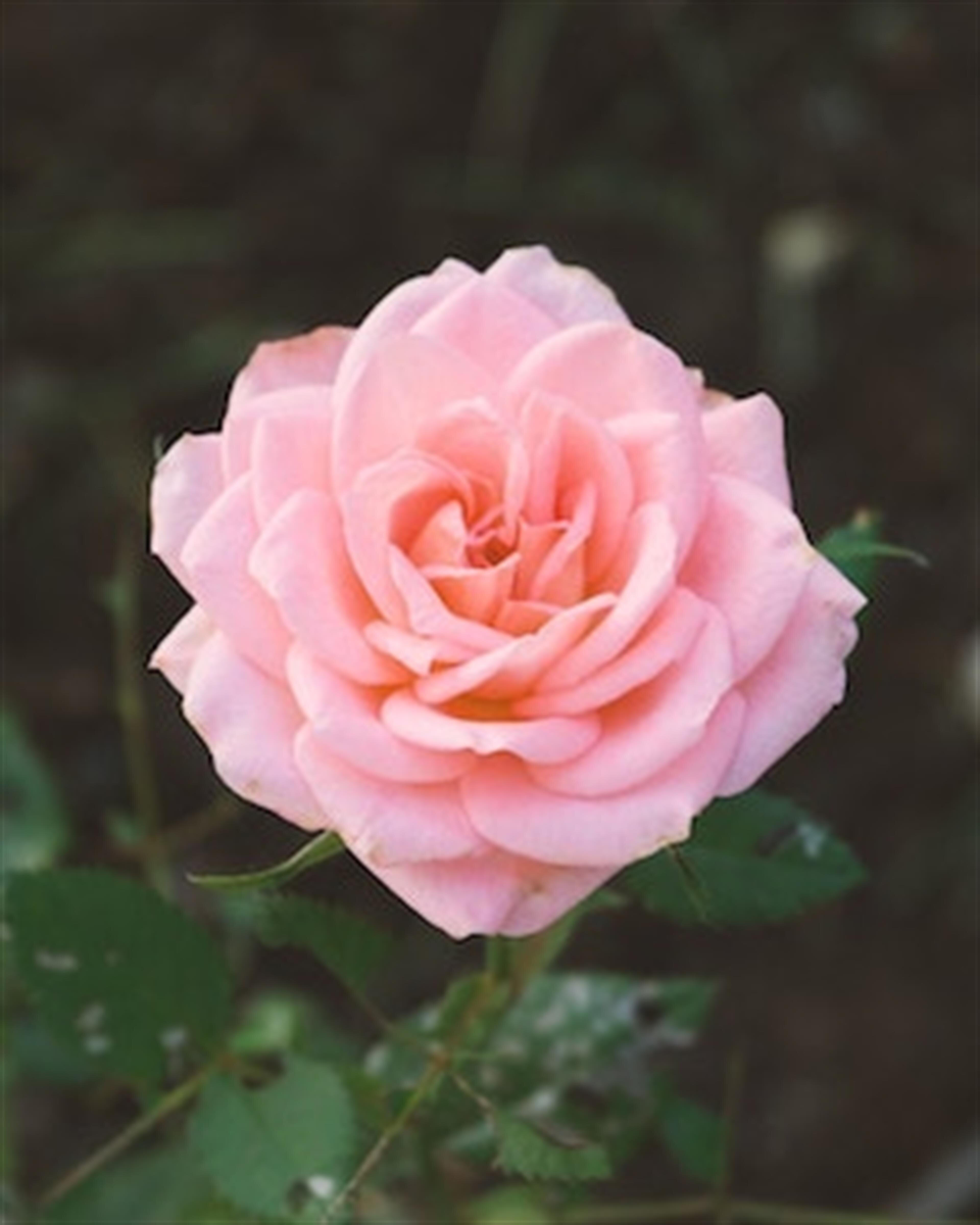 Carol Ann (Seybert)  Staden