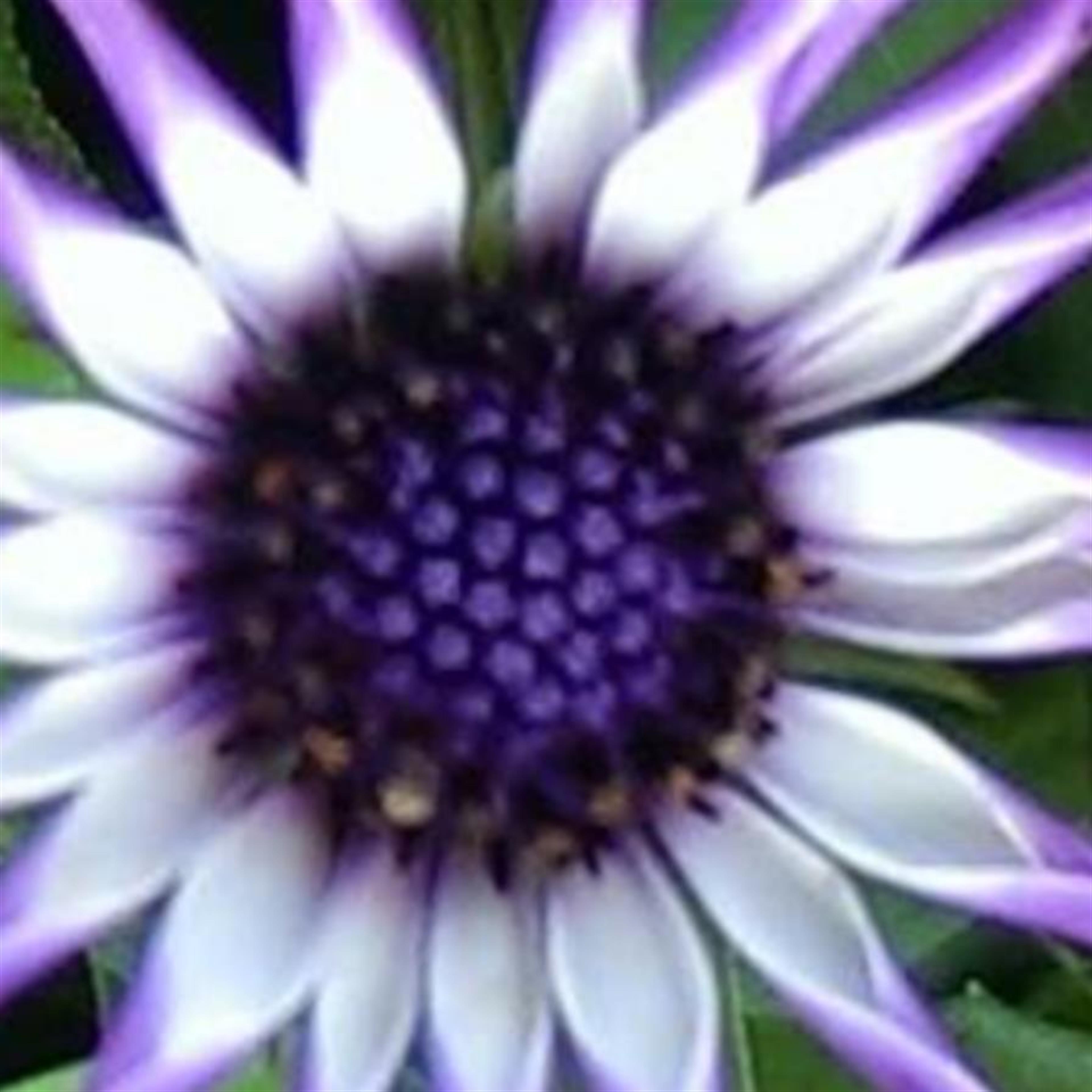 Alice Faye Hedman's obituary picture