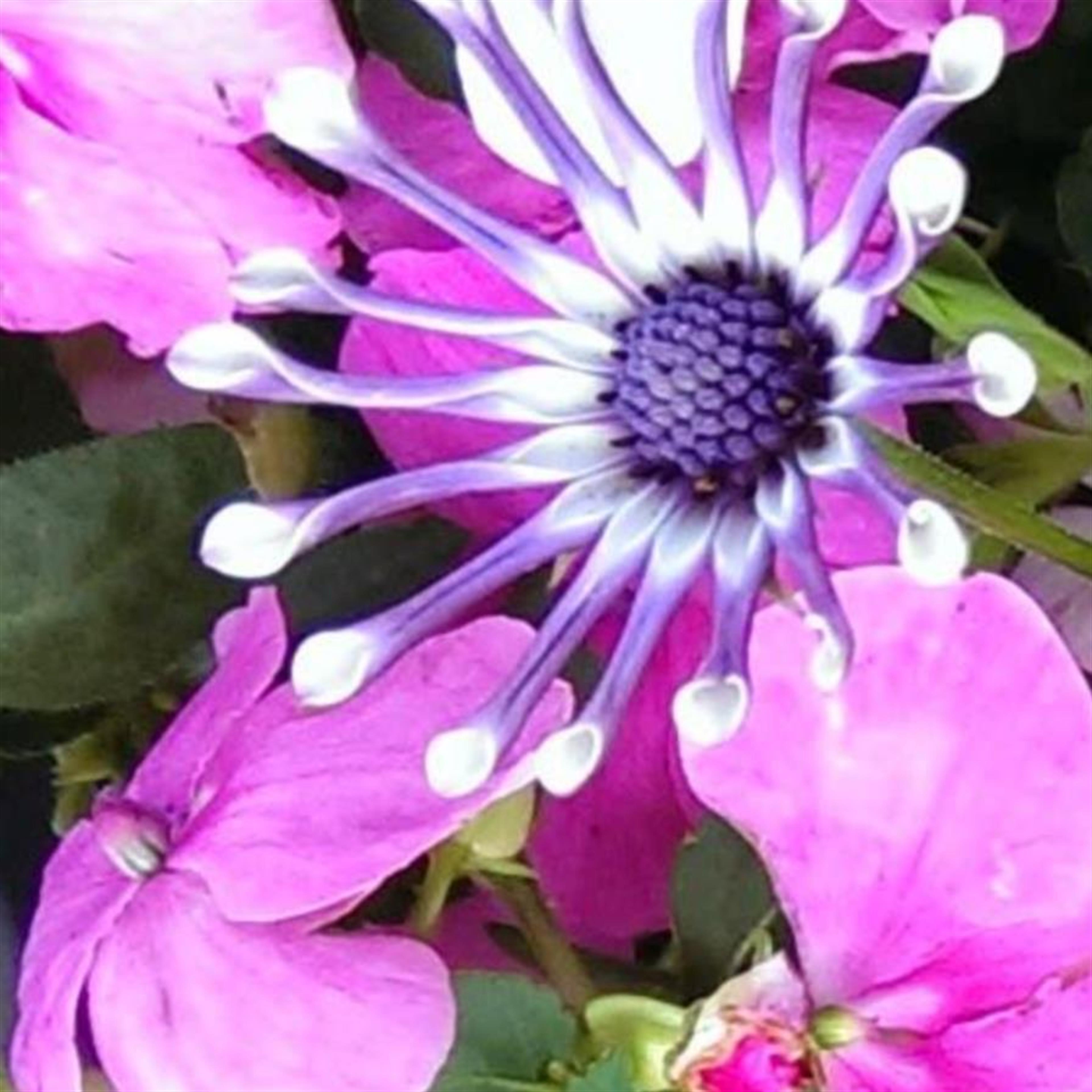 Phyllis Maxine Bench's obituary picture