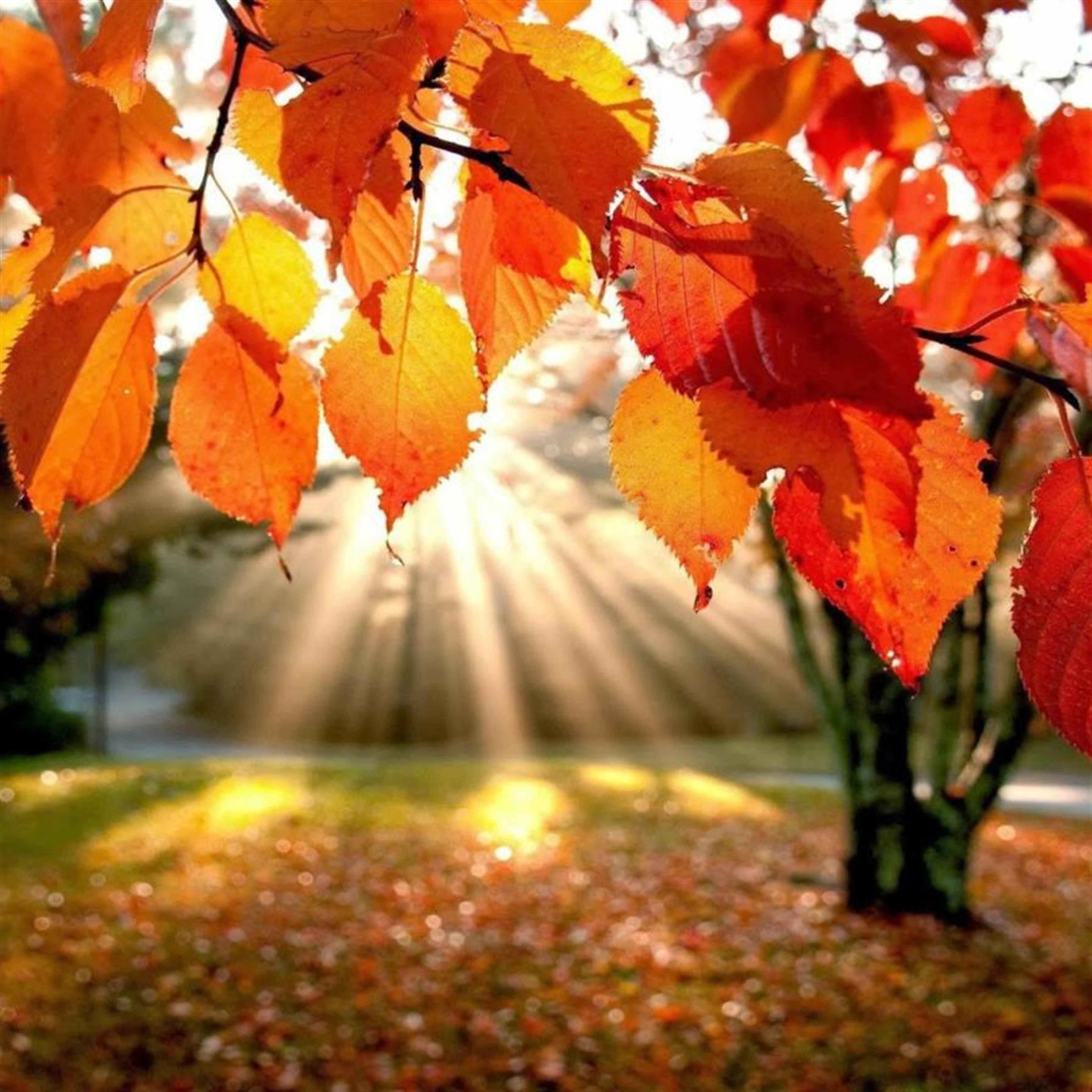 Ronald D. McClellen (Buffalo)