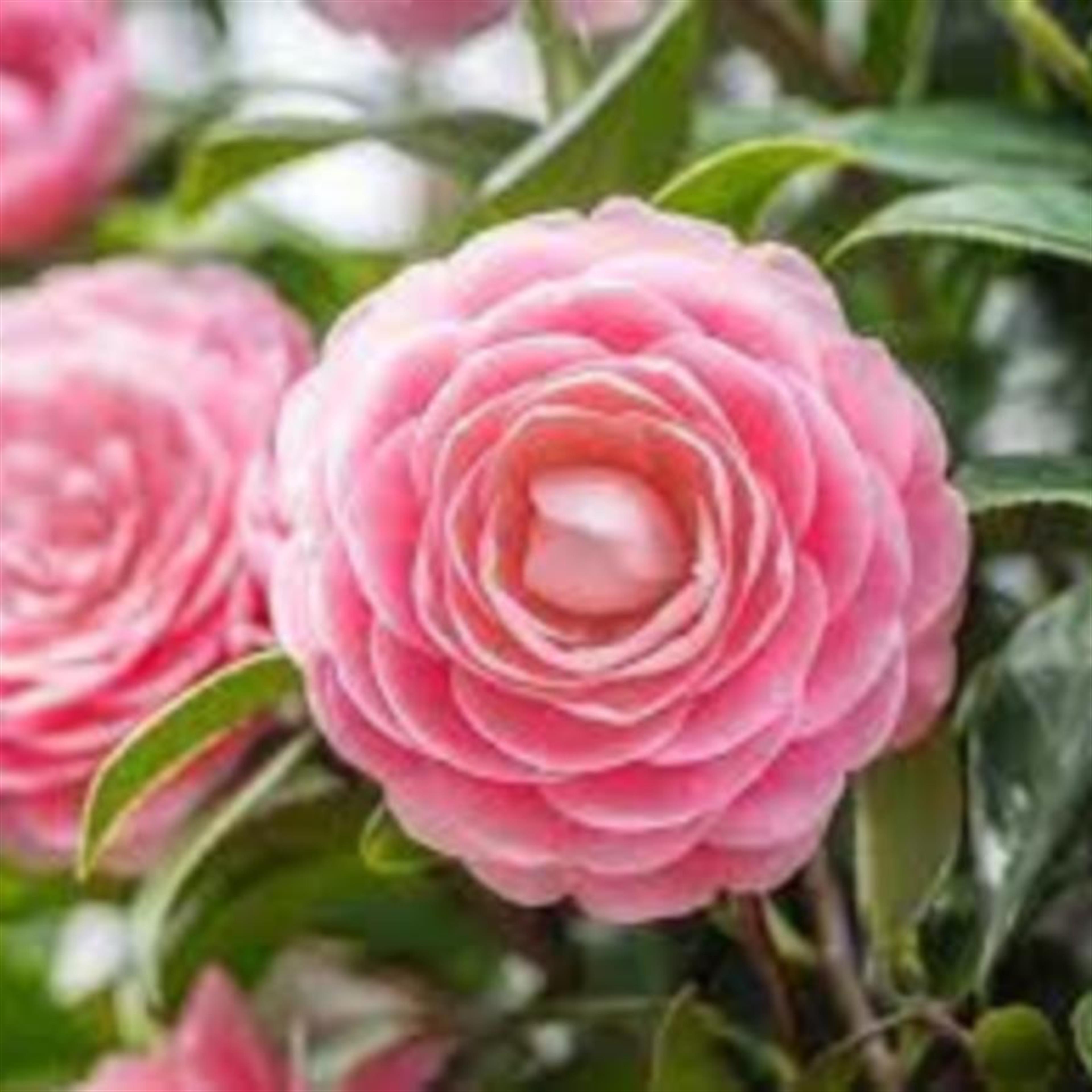 Marion Rosso's obituary picture