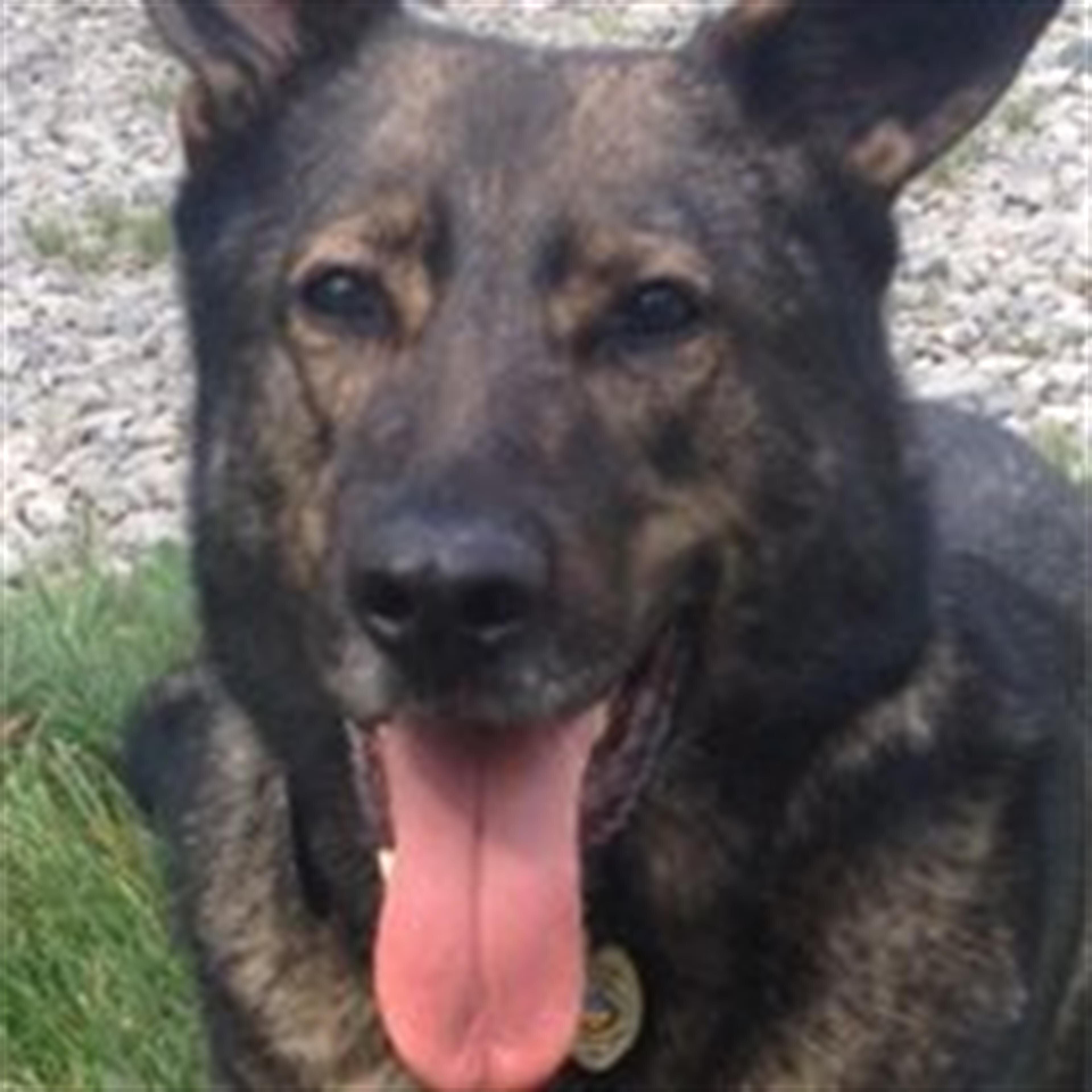 K - 9 Diablo
