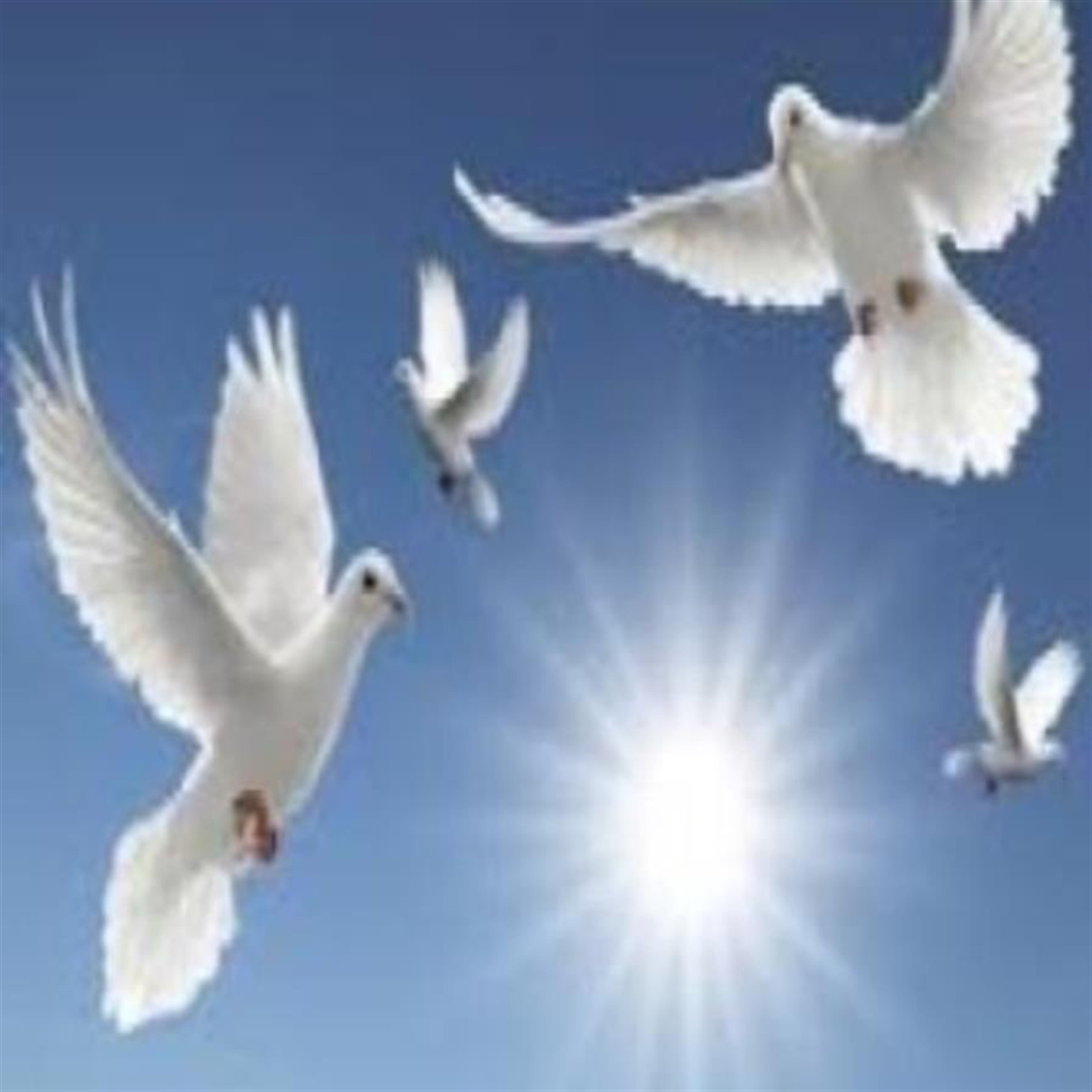 Virginia Louise Steinbach's obituary picture