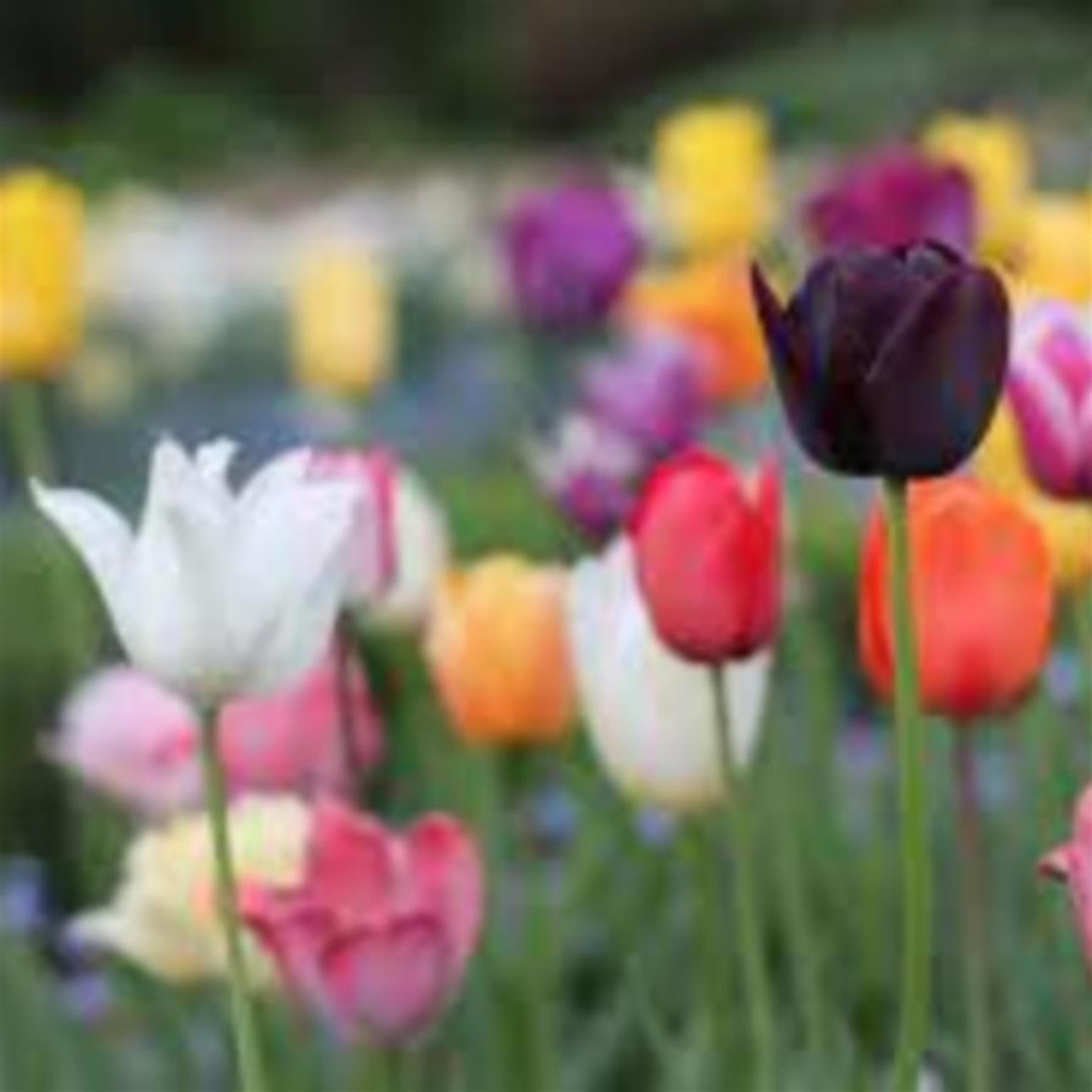 Felicidad Talavera Quintana