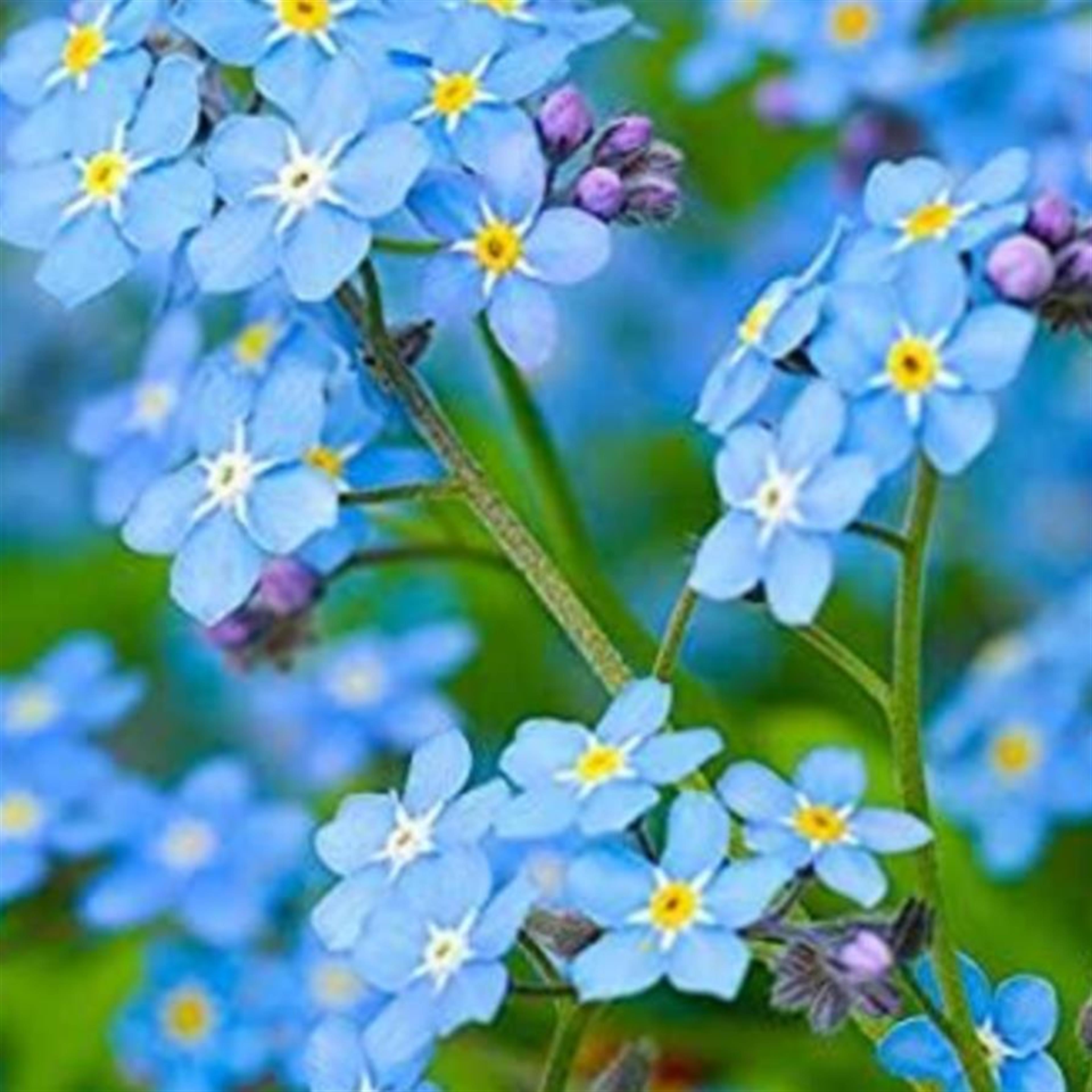 Marsha Tarbet's obituary picture