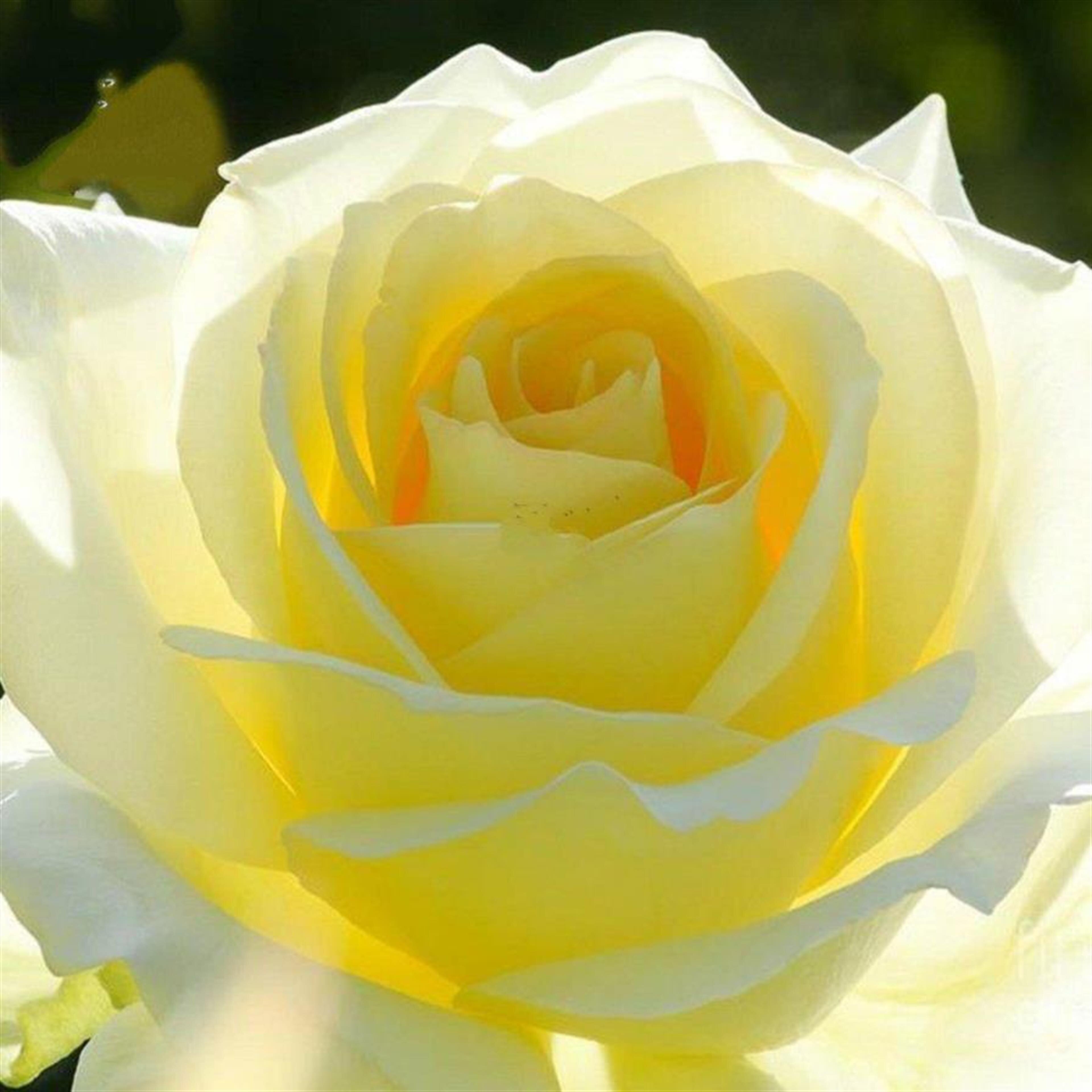 Mary Holland Stovall