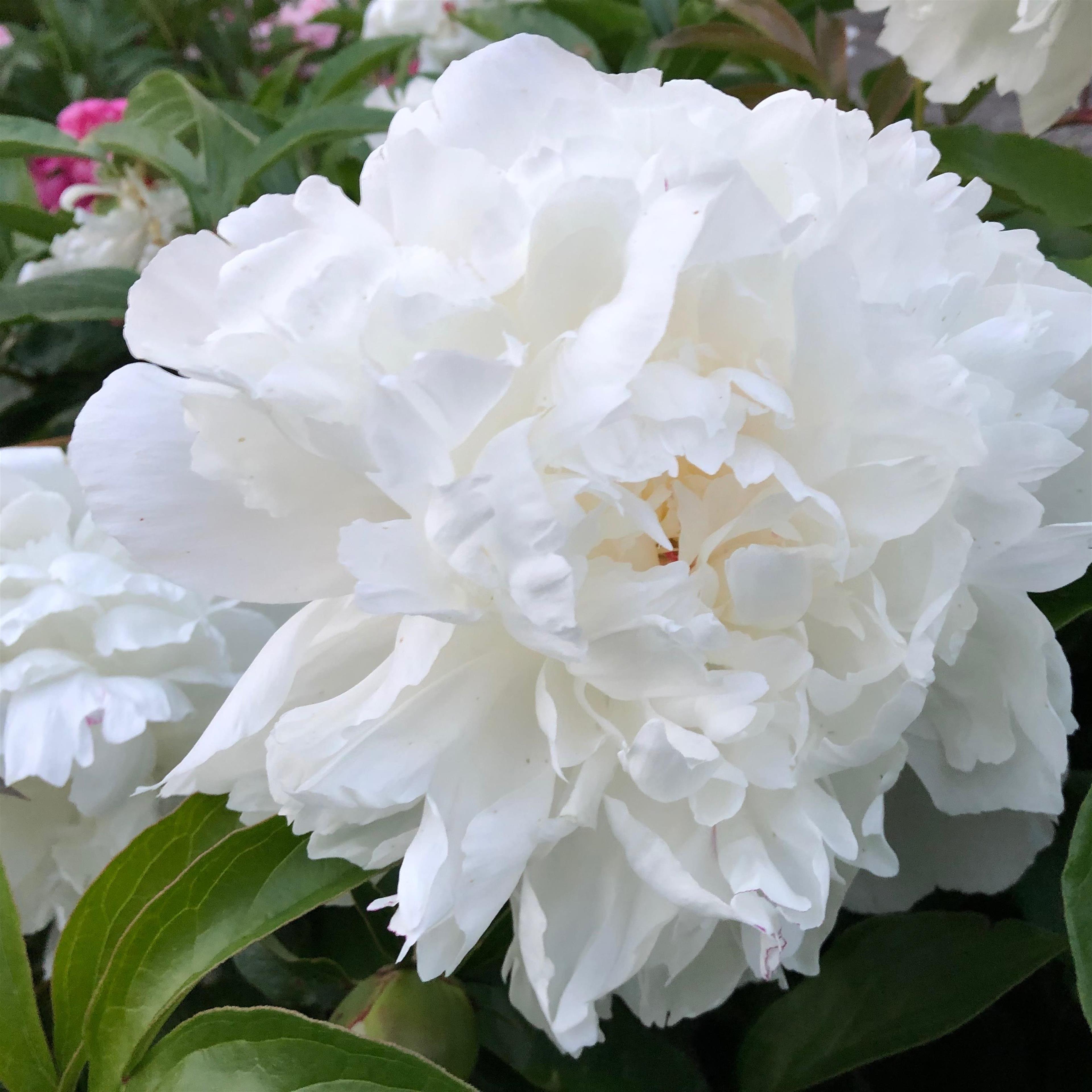 Lois Ellsworth (Buffalo)