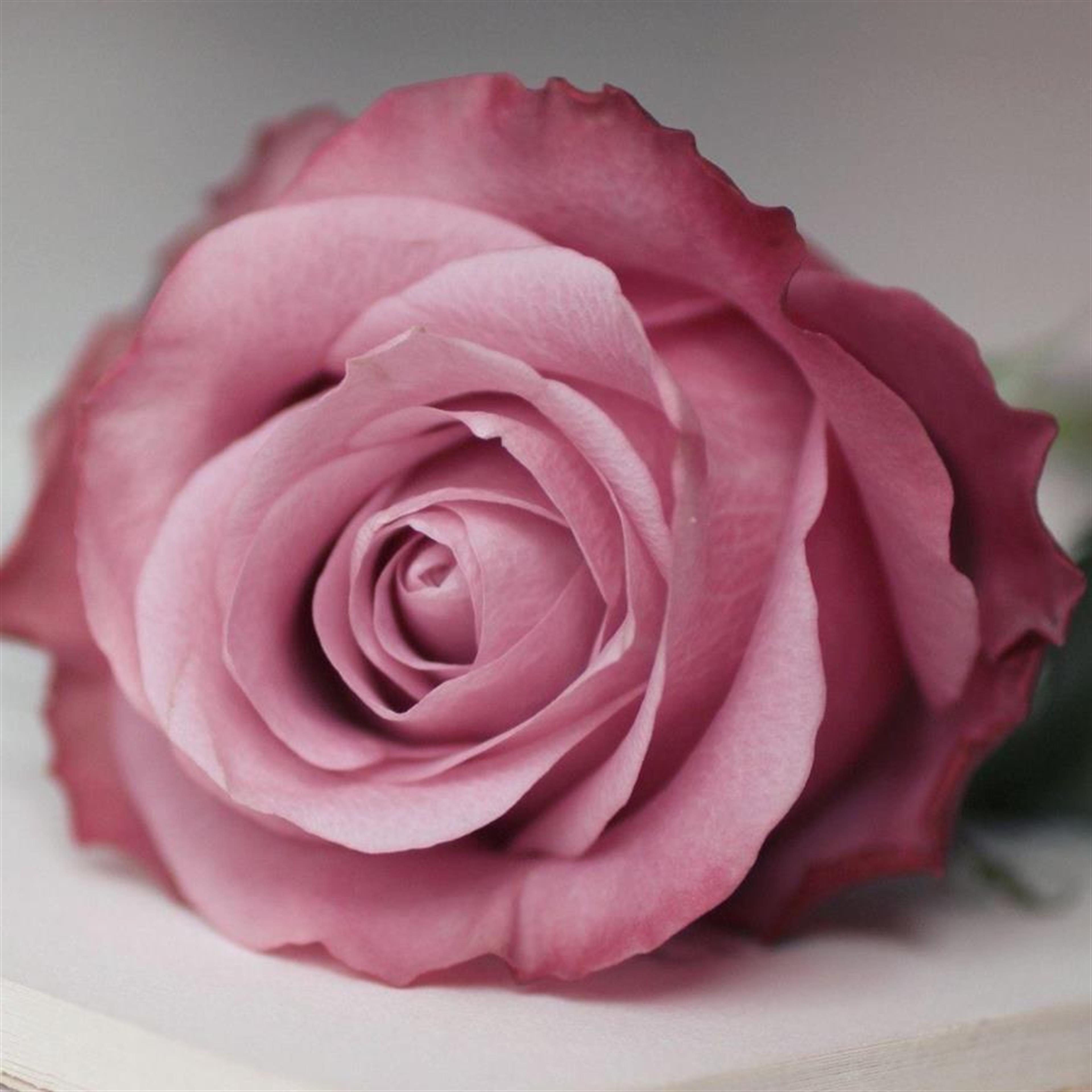 Freda Elizabeth Clark