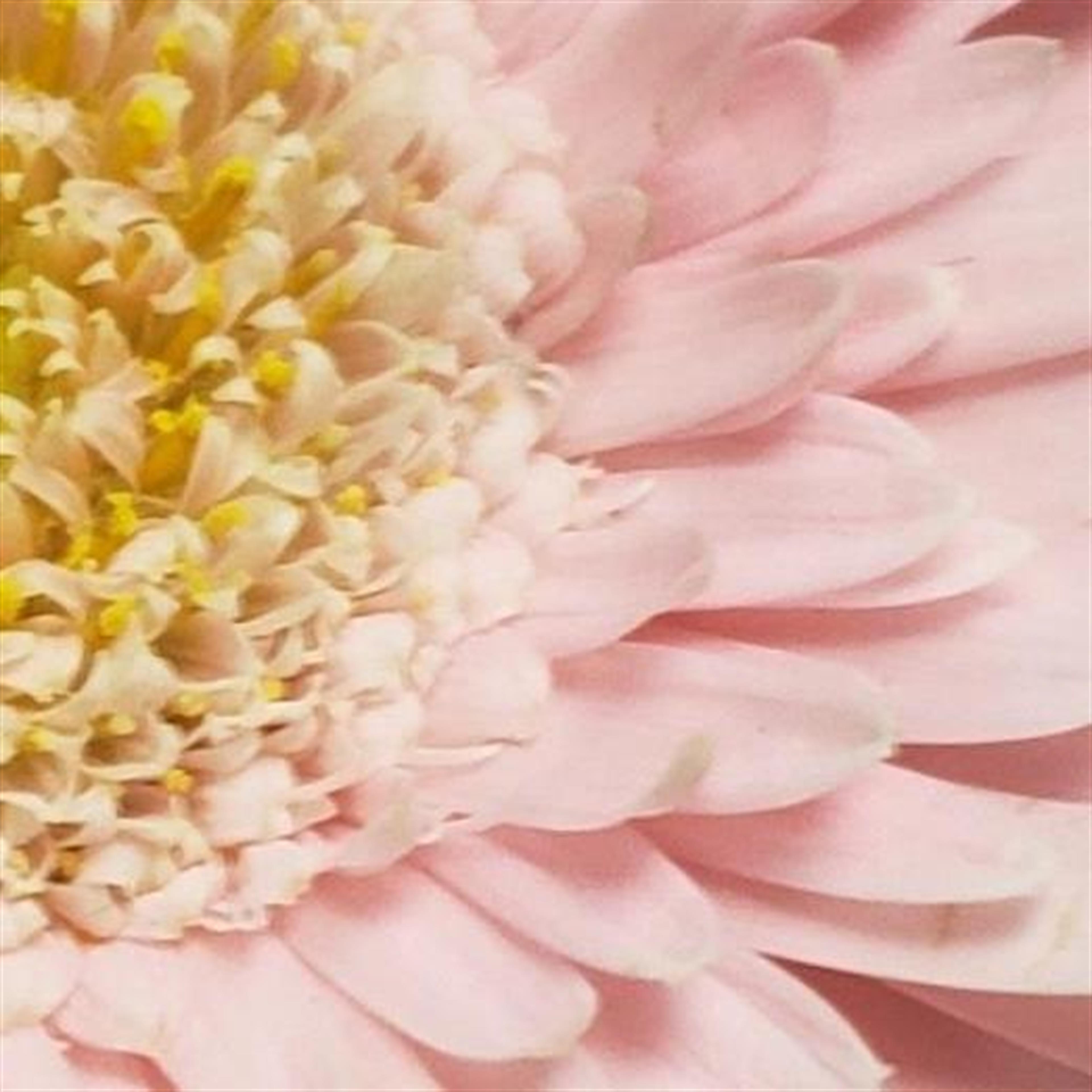 Samantha Joann Prevot