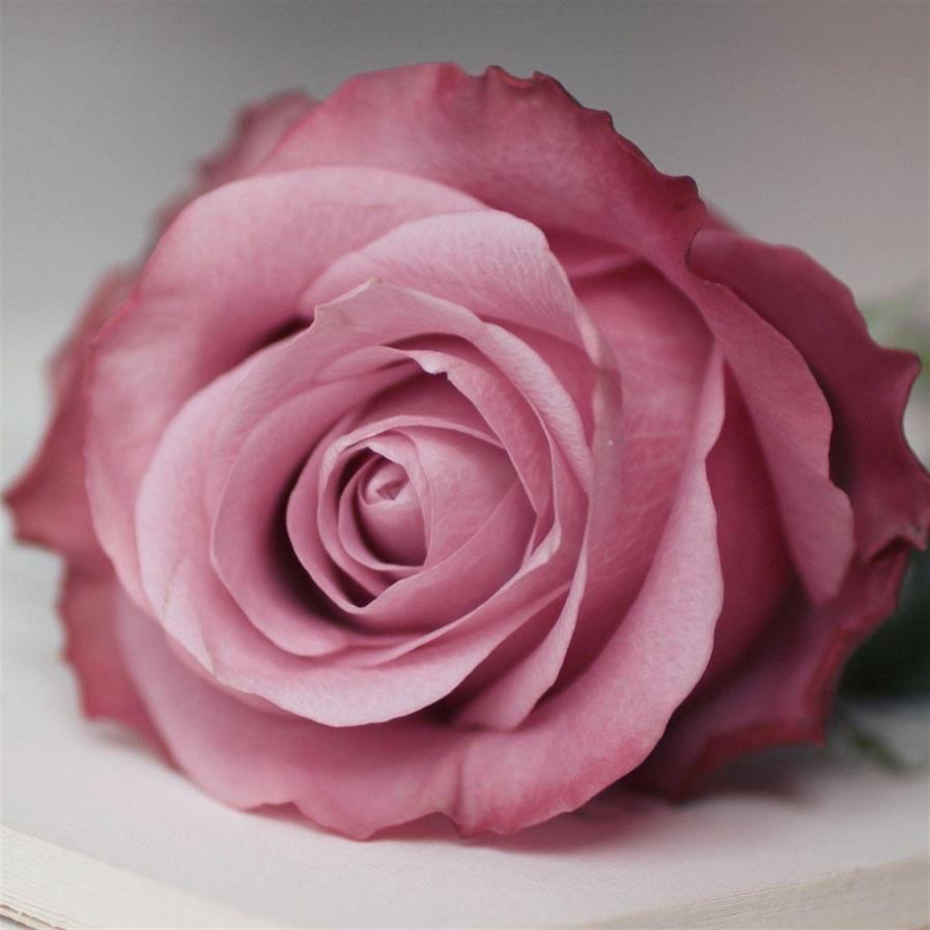 Shirlee Prestwood Steelman