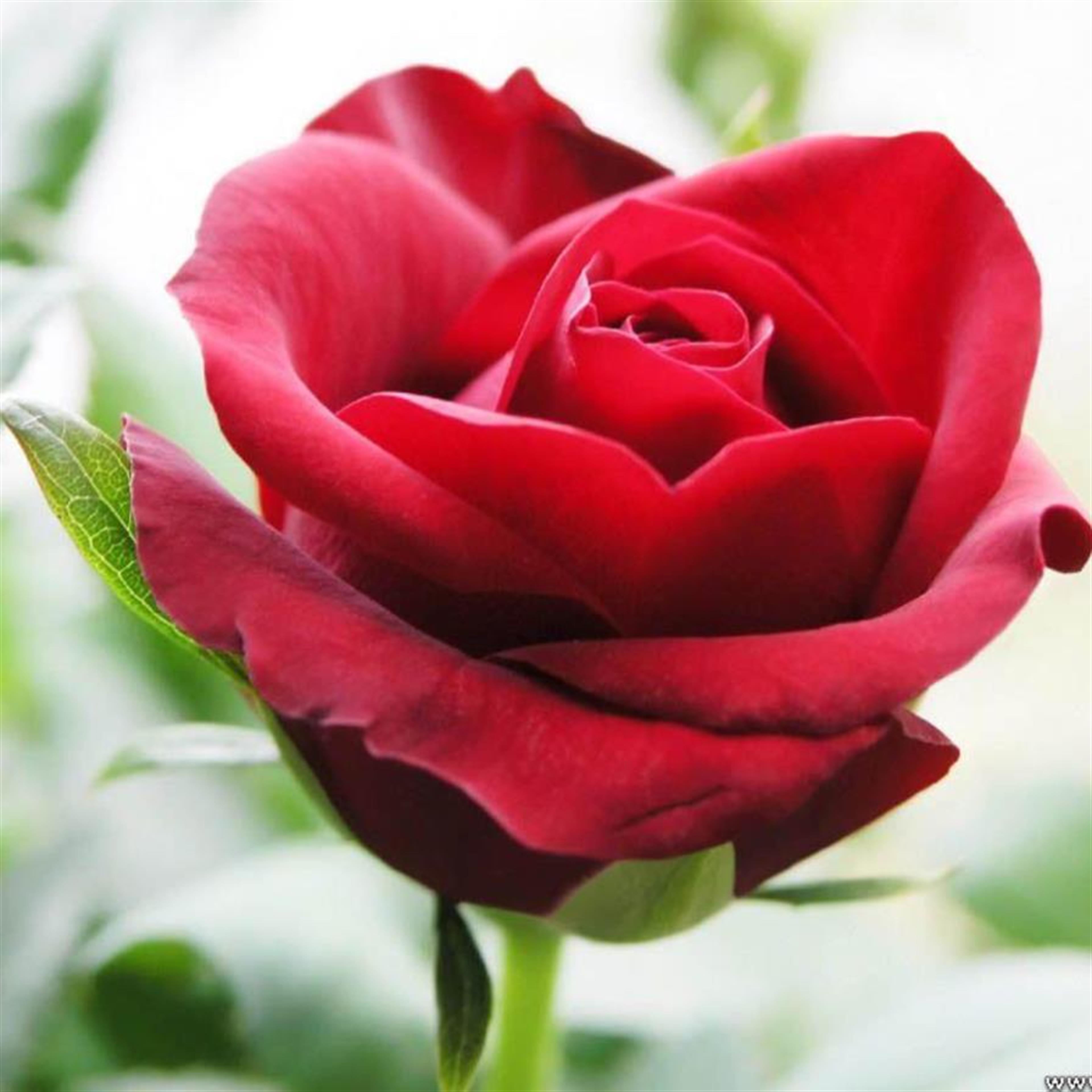 Tu Thi Le's obituary picture