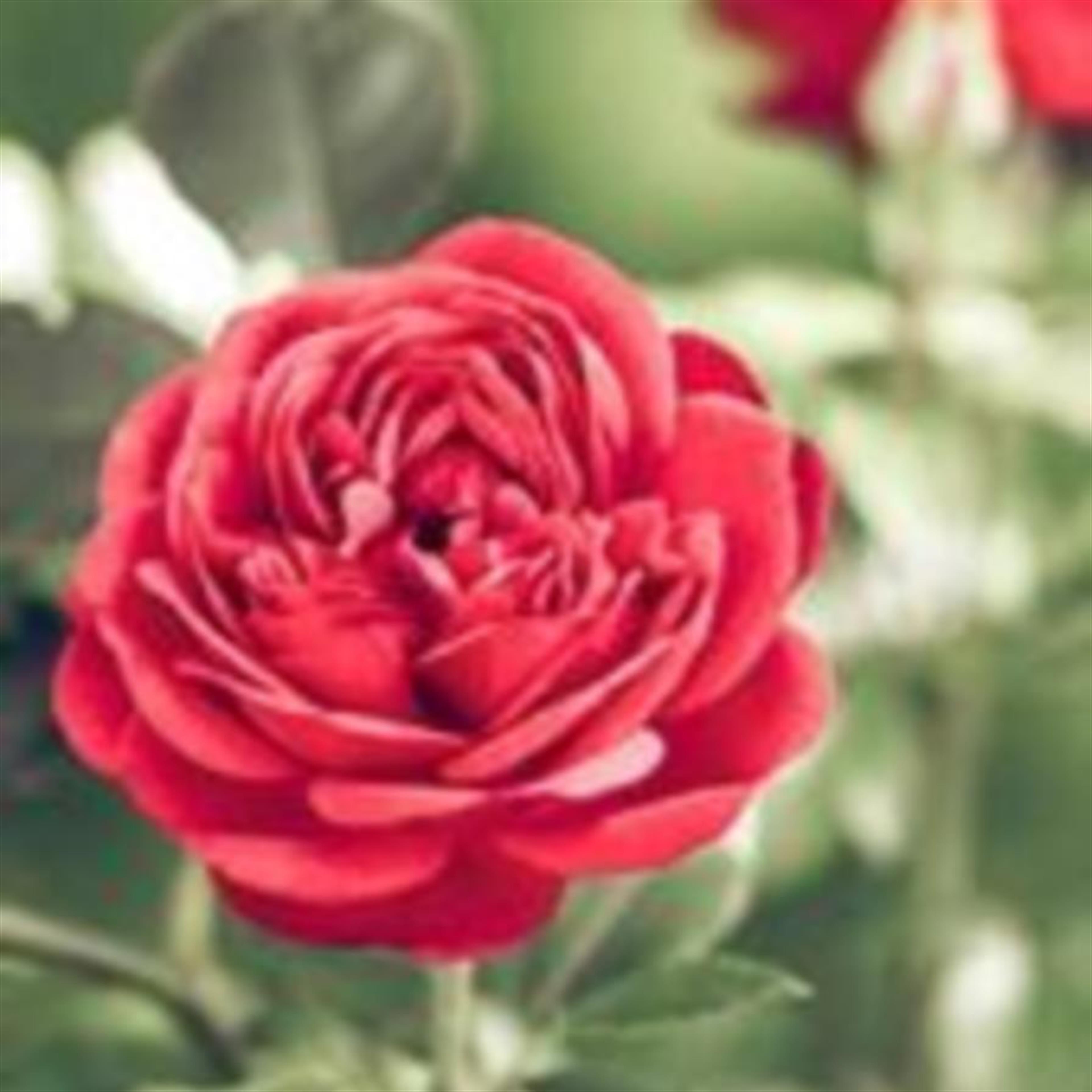 Michelle Flowers (Lebanon)