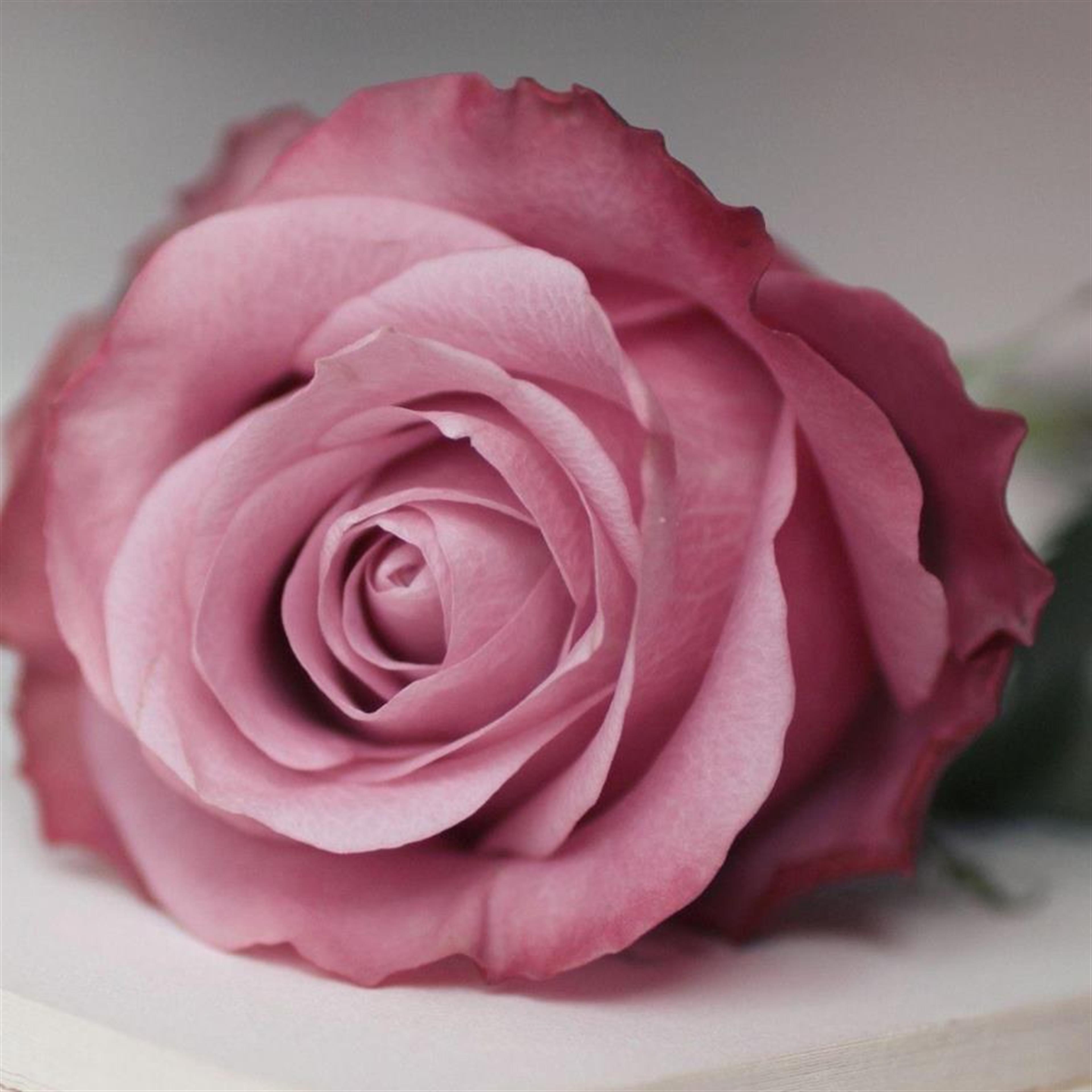 Sharon Ann Palmer's obituary picture