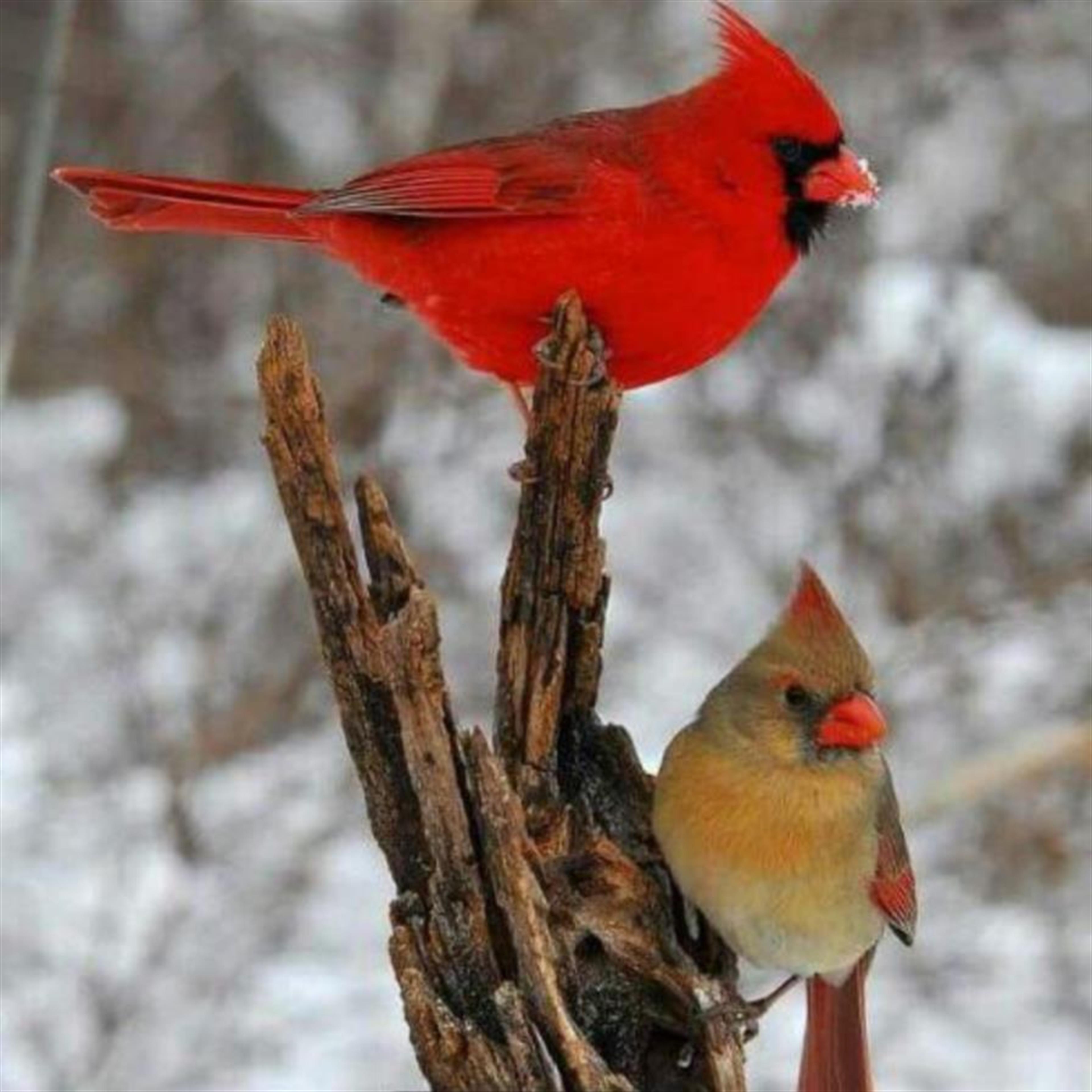 Raul Y. Flores "Gator" Jr.