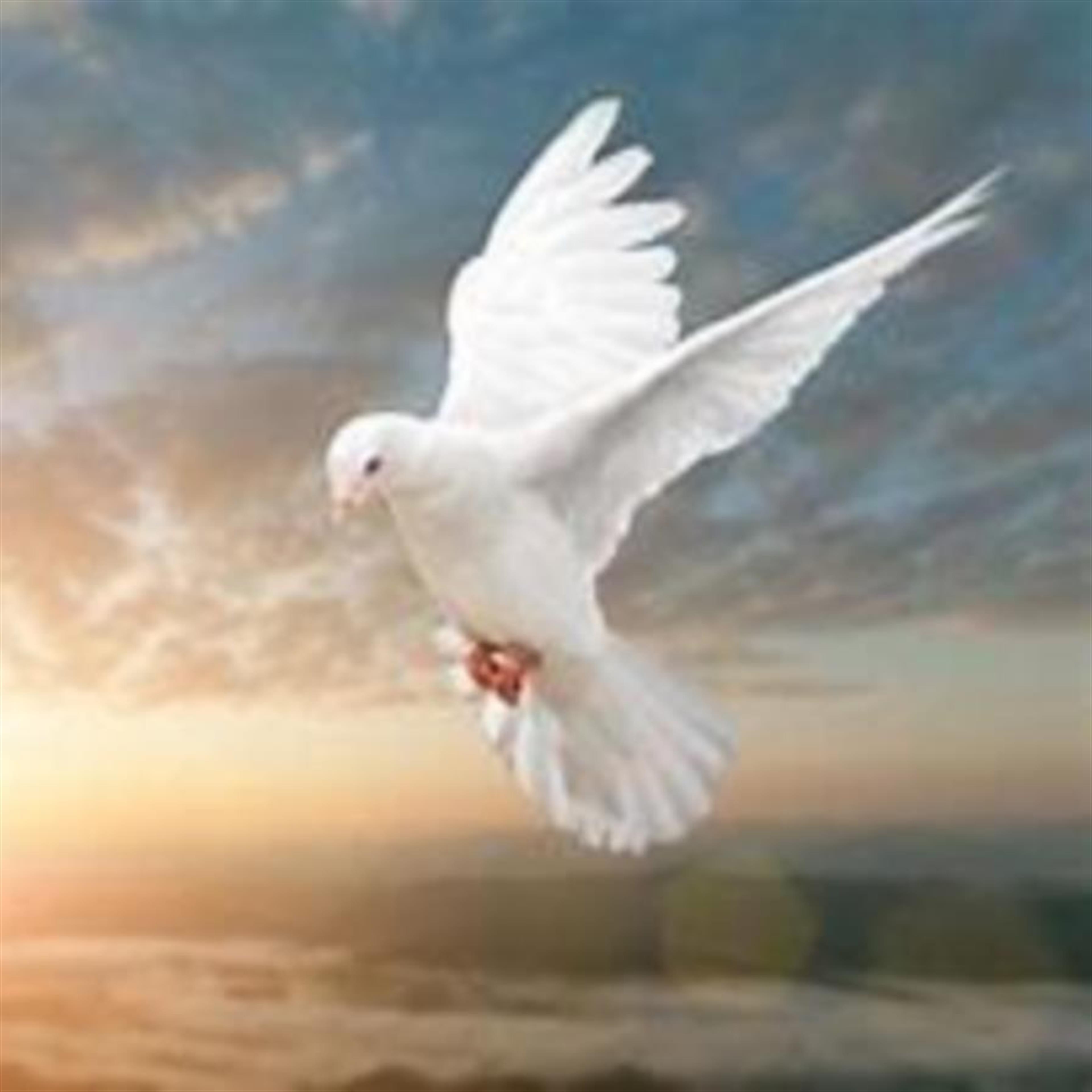 Mr. Donatus Diagha Foy