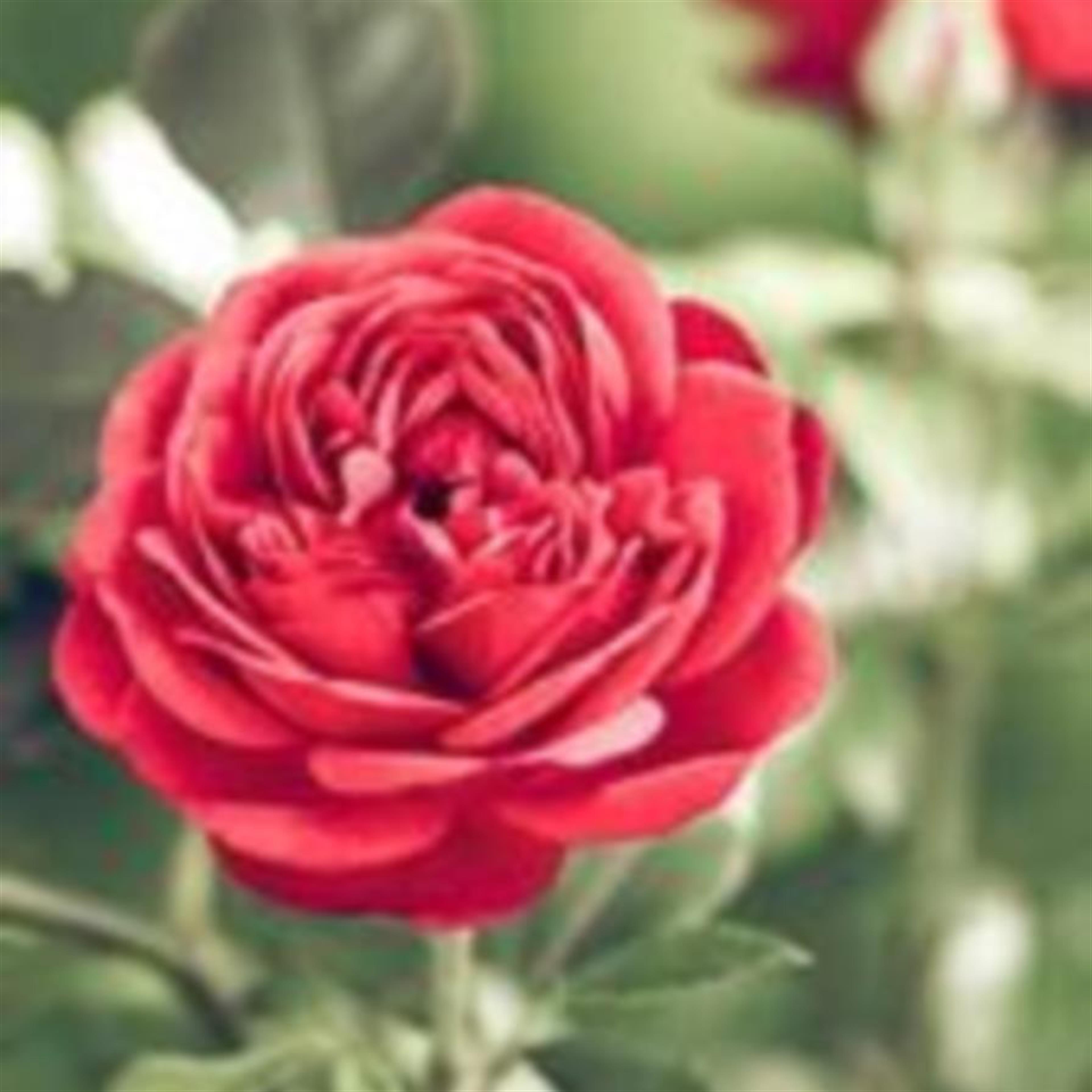 Jennifer K. Birdsong (Camdenton)