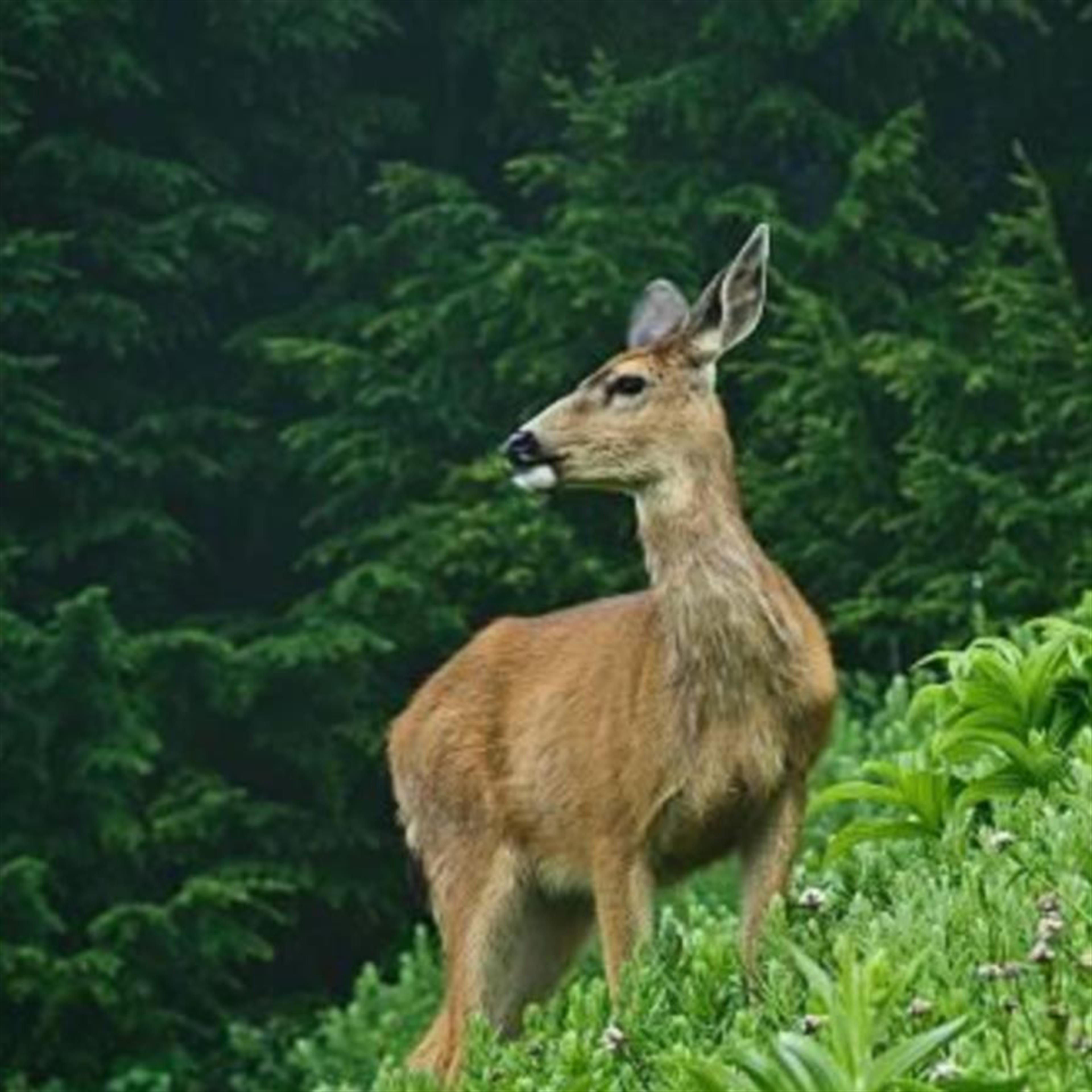 Shirley Ann KotchKoe's obituary picture