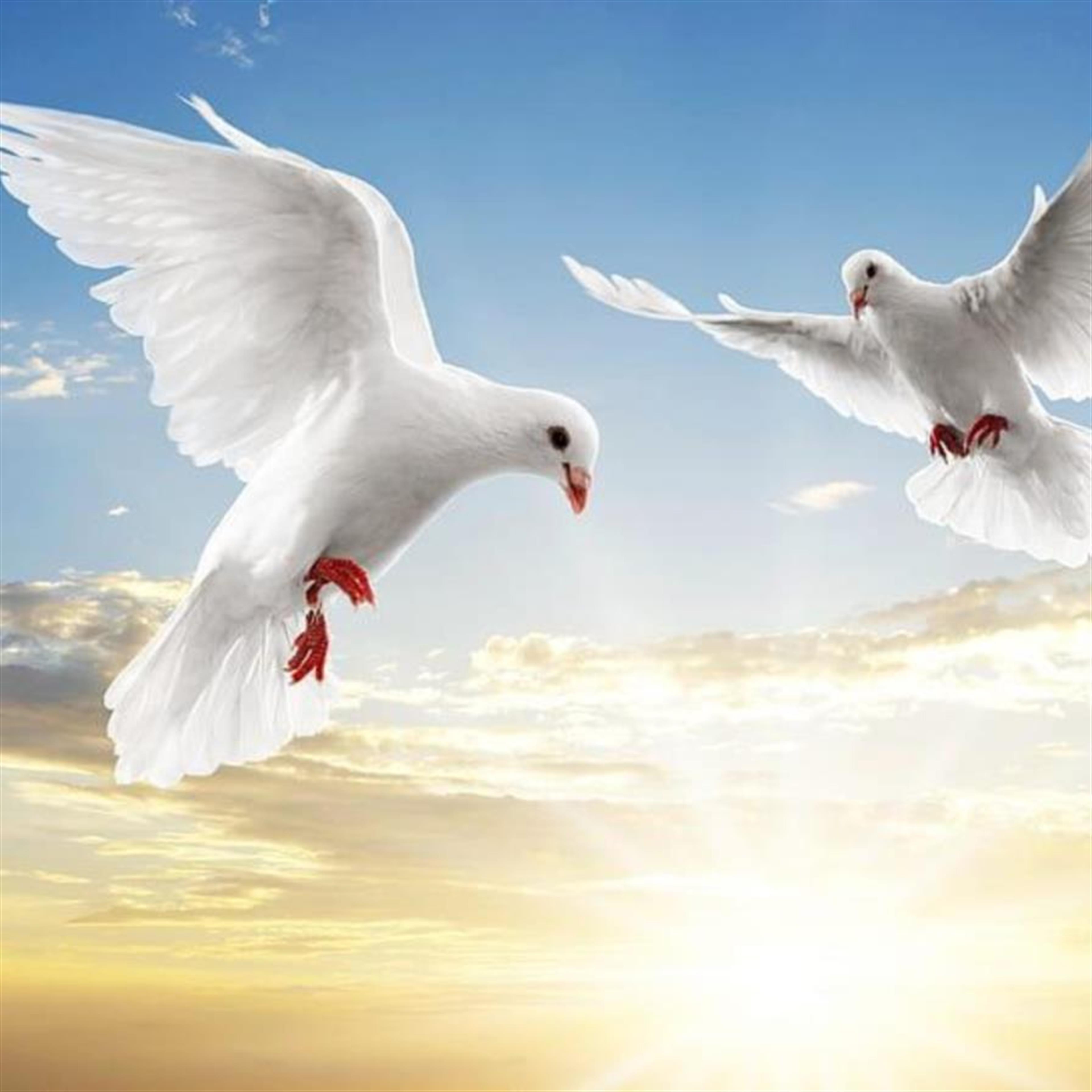 Aperaamo Atupuai Taesali