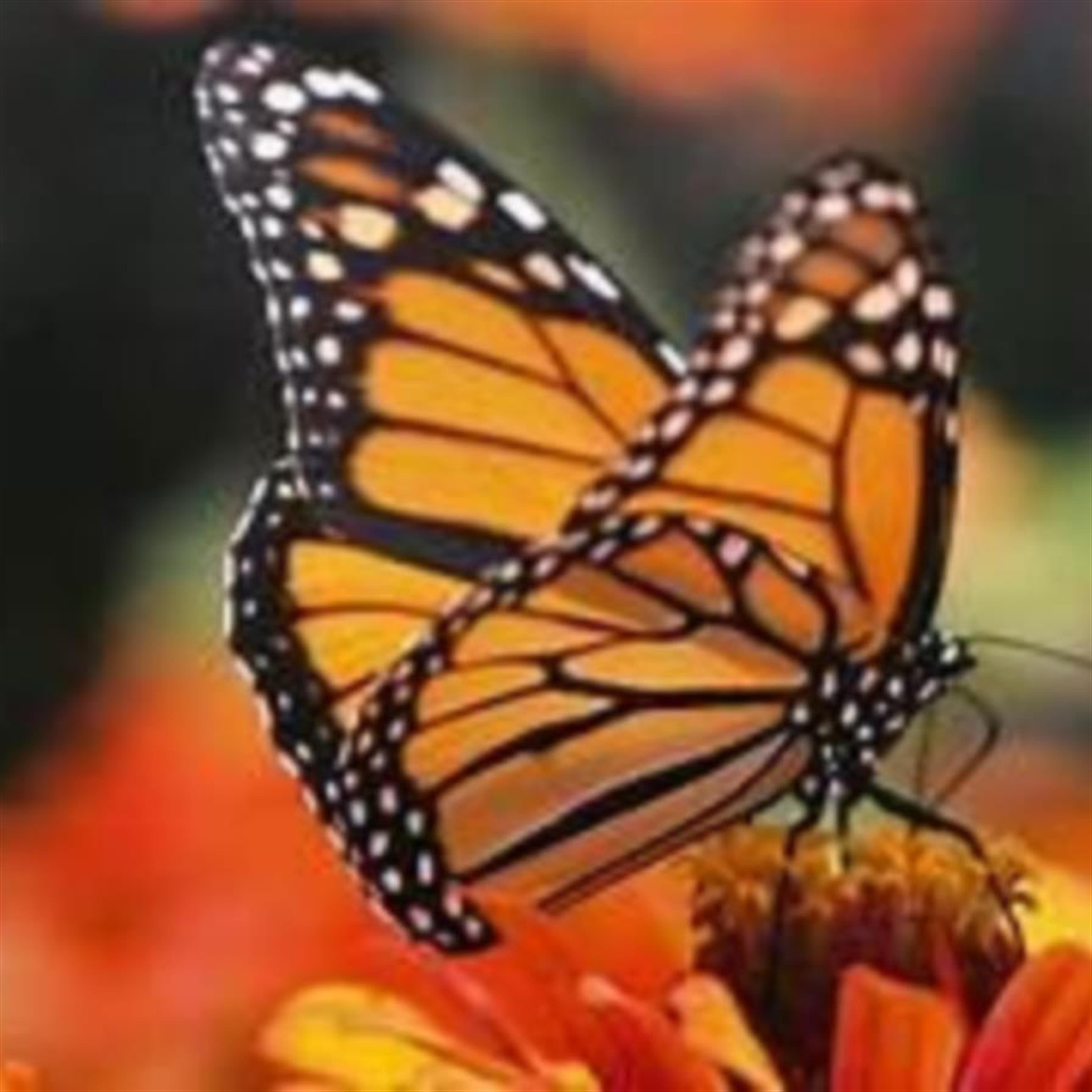 Sandra Louise Zeblin