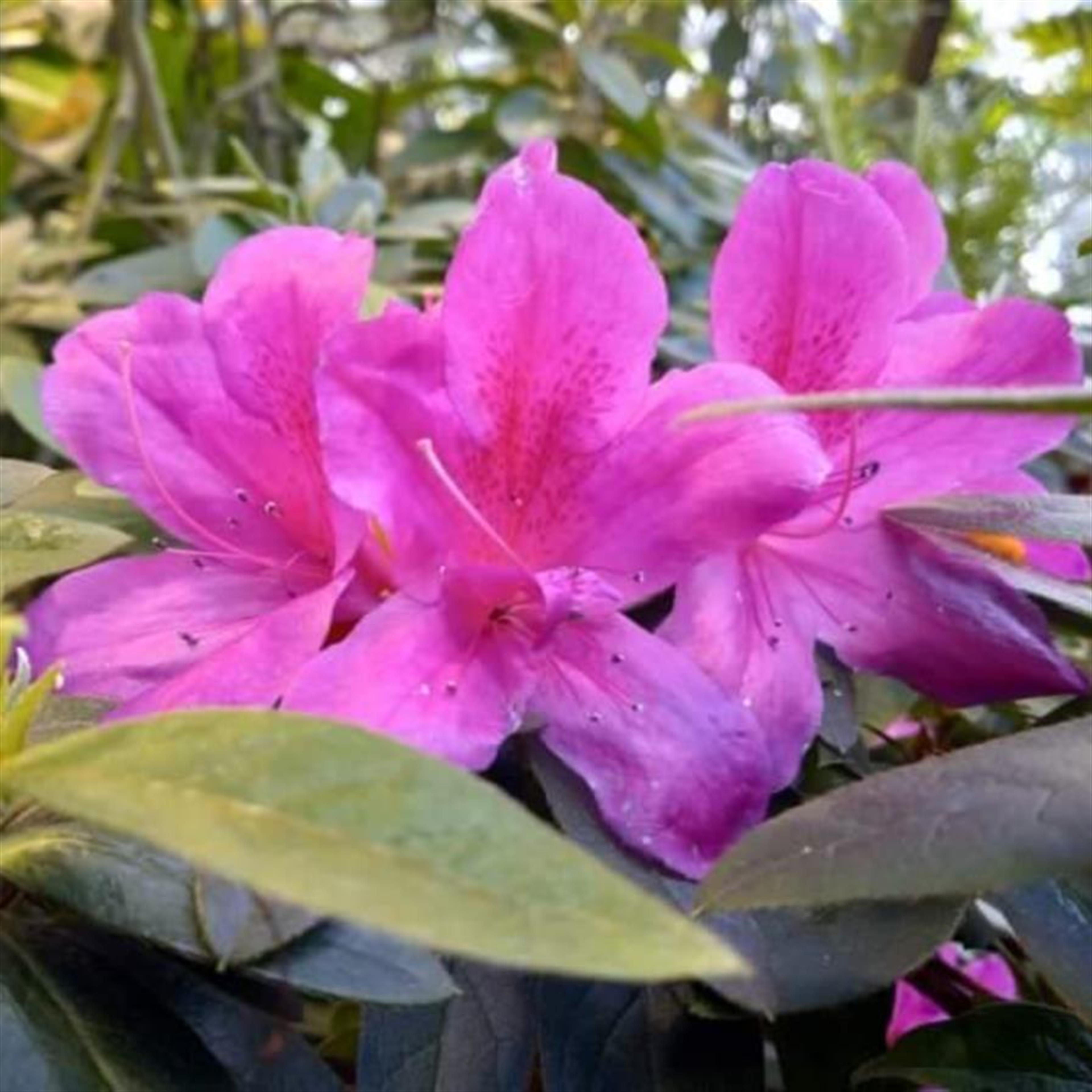 Amami Tokushima's obituary picture