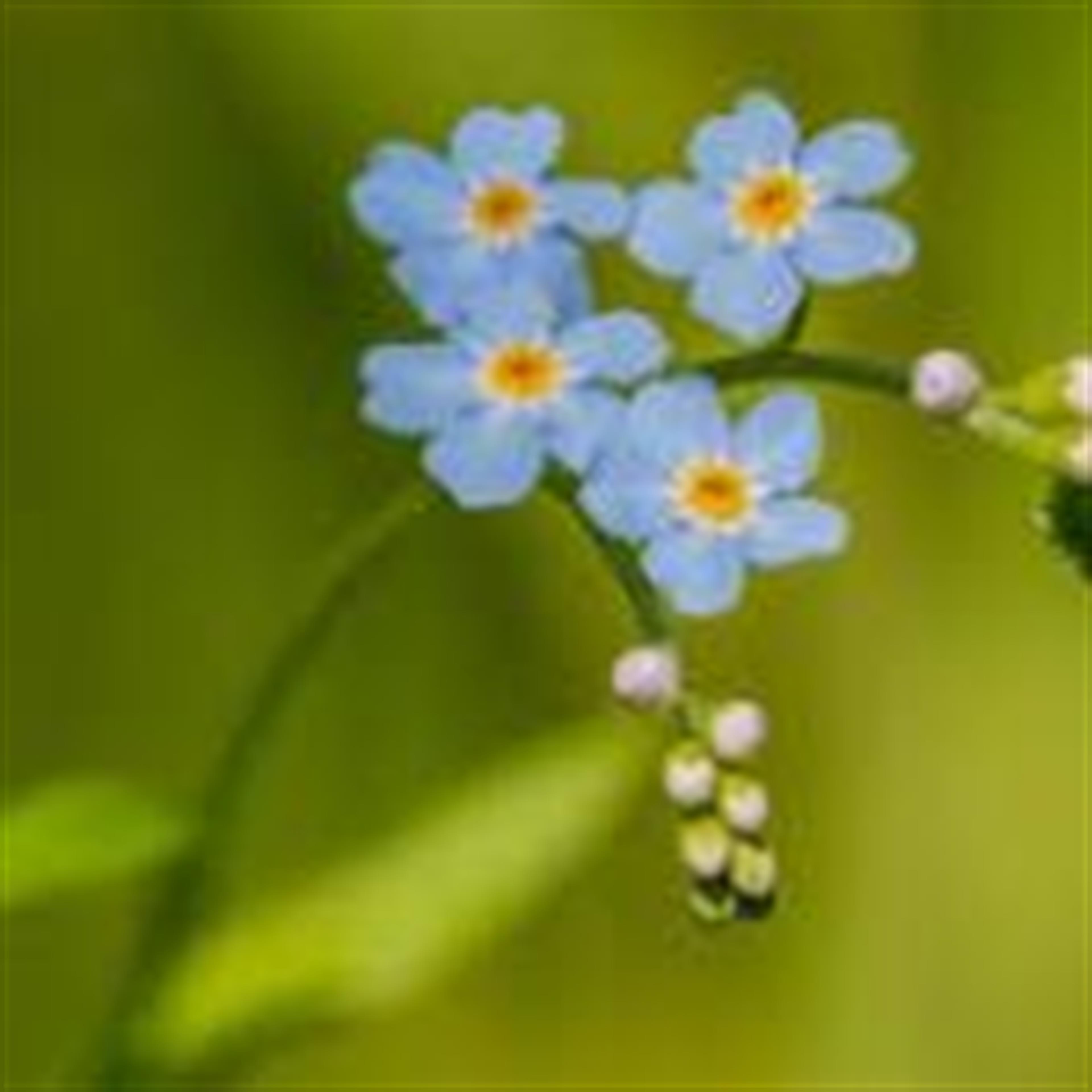 Minna Brockstedt Pedersen