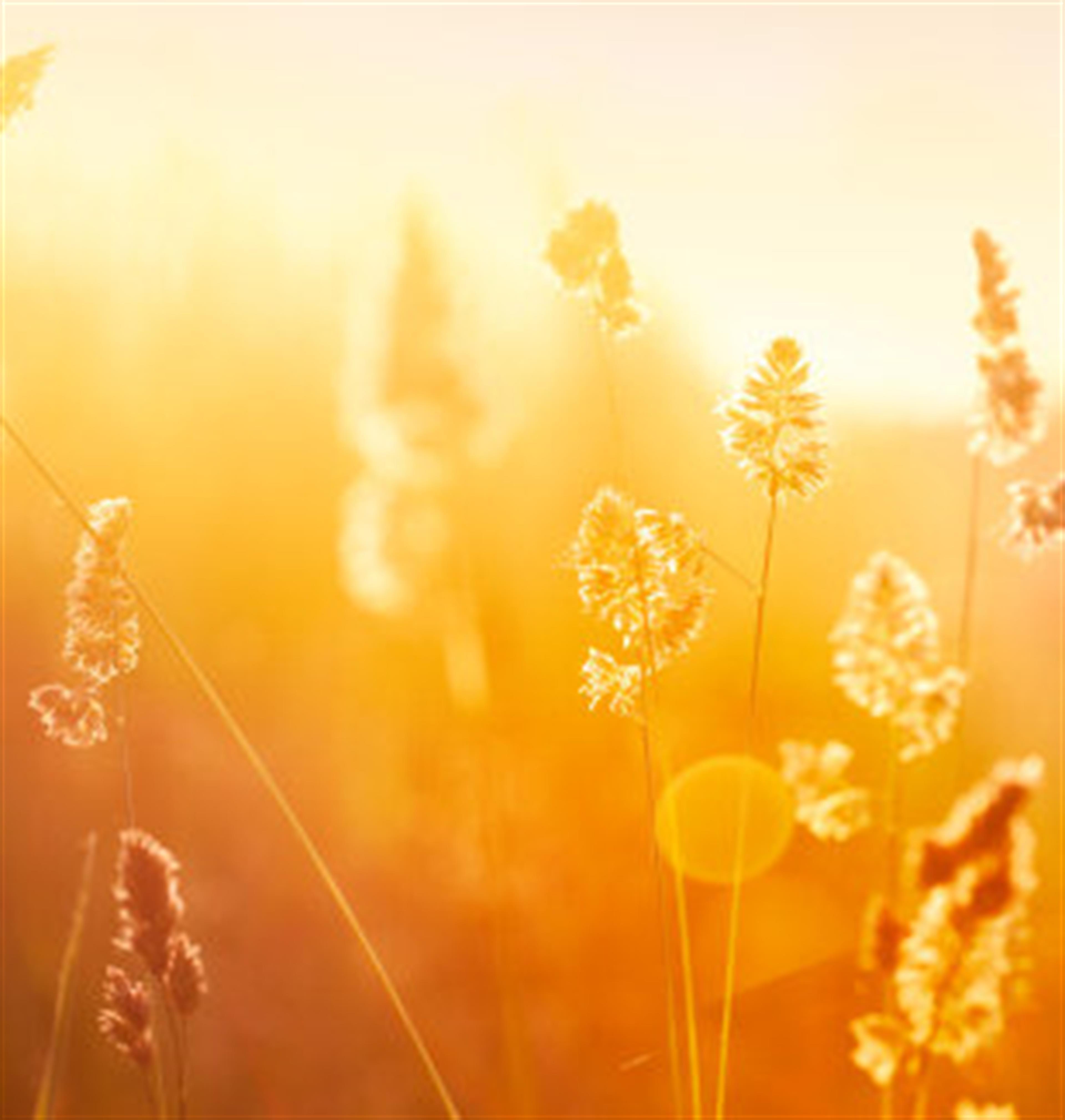 Mary  Catherine Joice