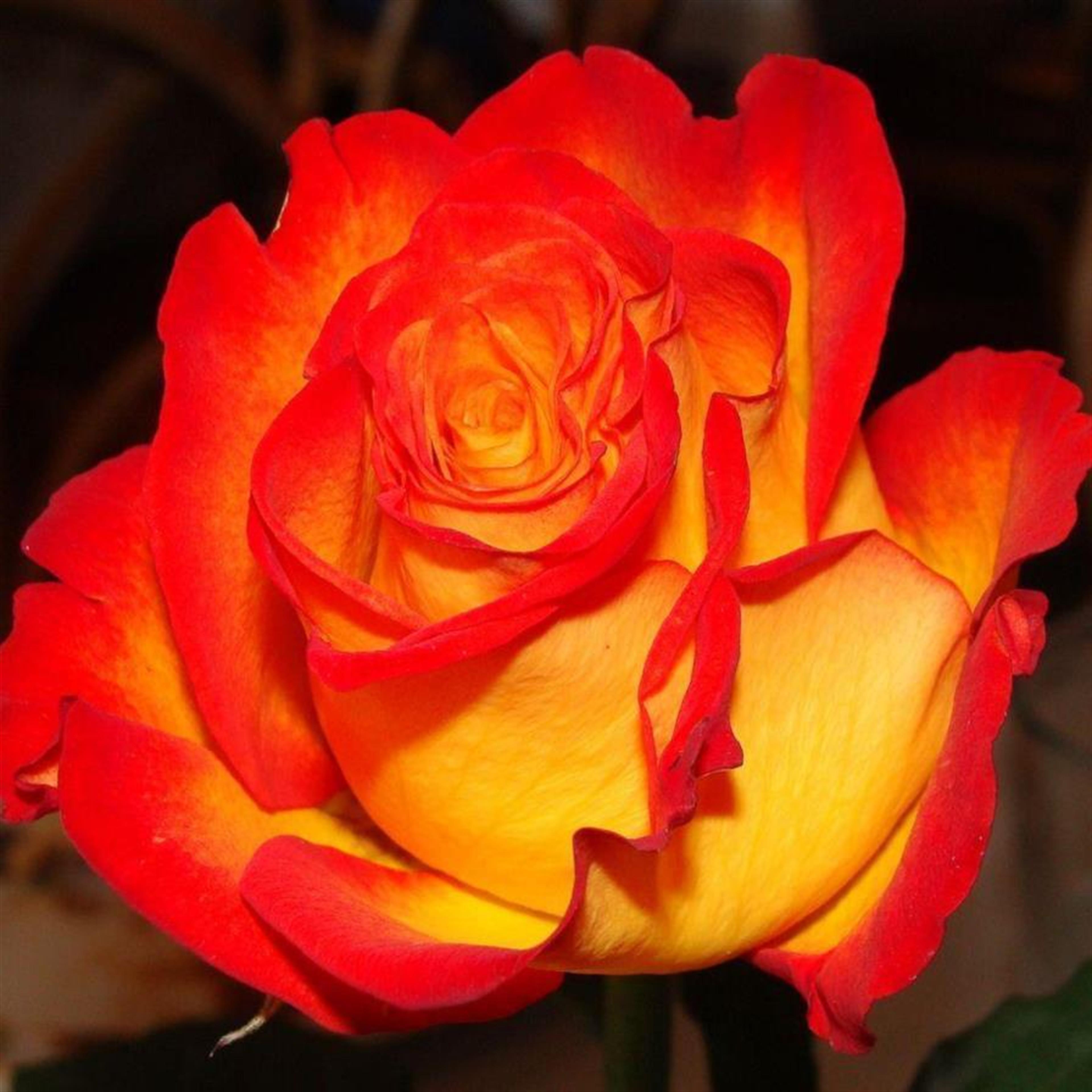 Heather Elaine Hines