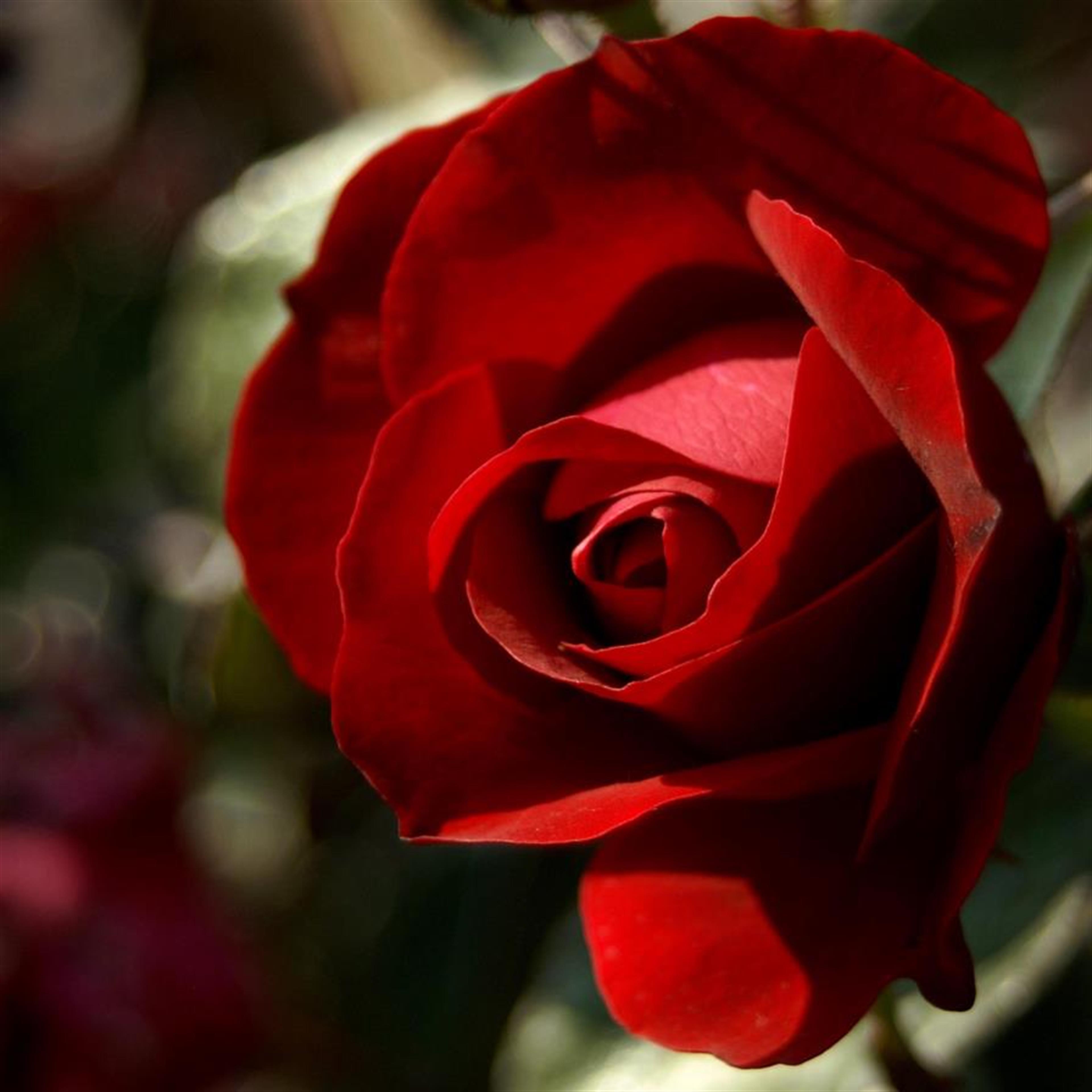 Bertha Pearle Cunningham's obituary picture