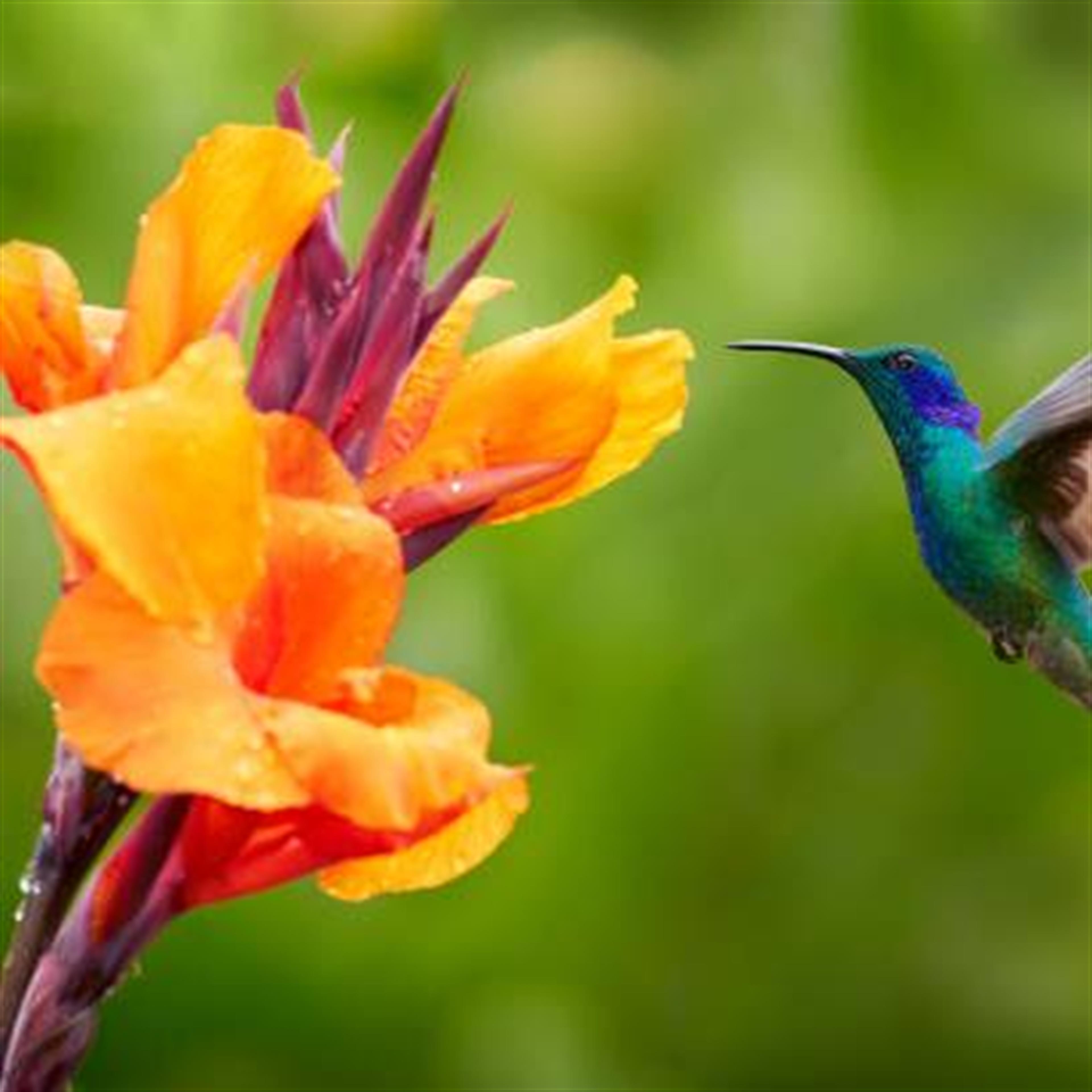 Lexa Belinda McManus