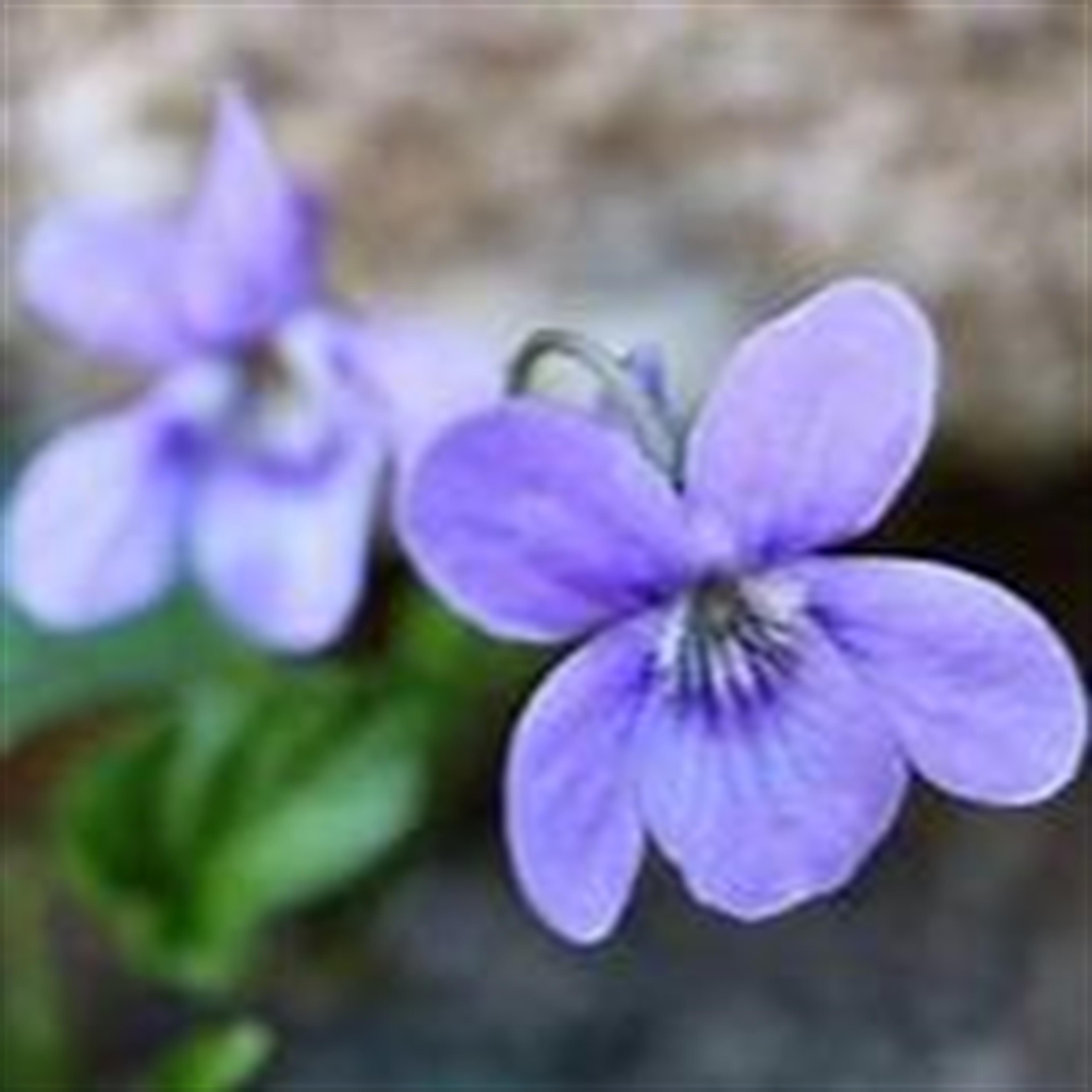 Lavern Olivia Walter