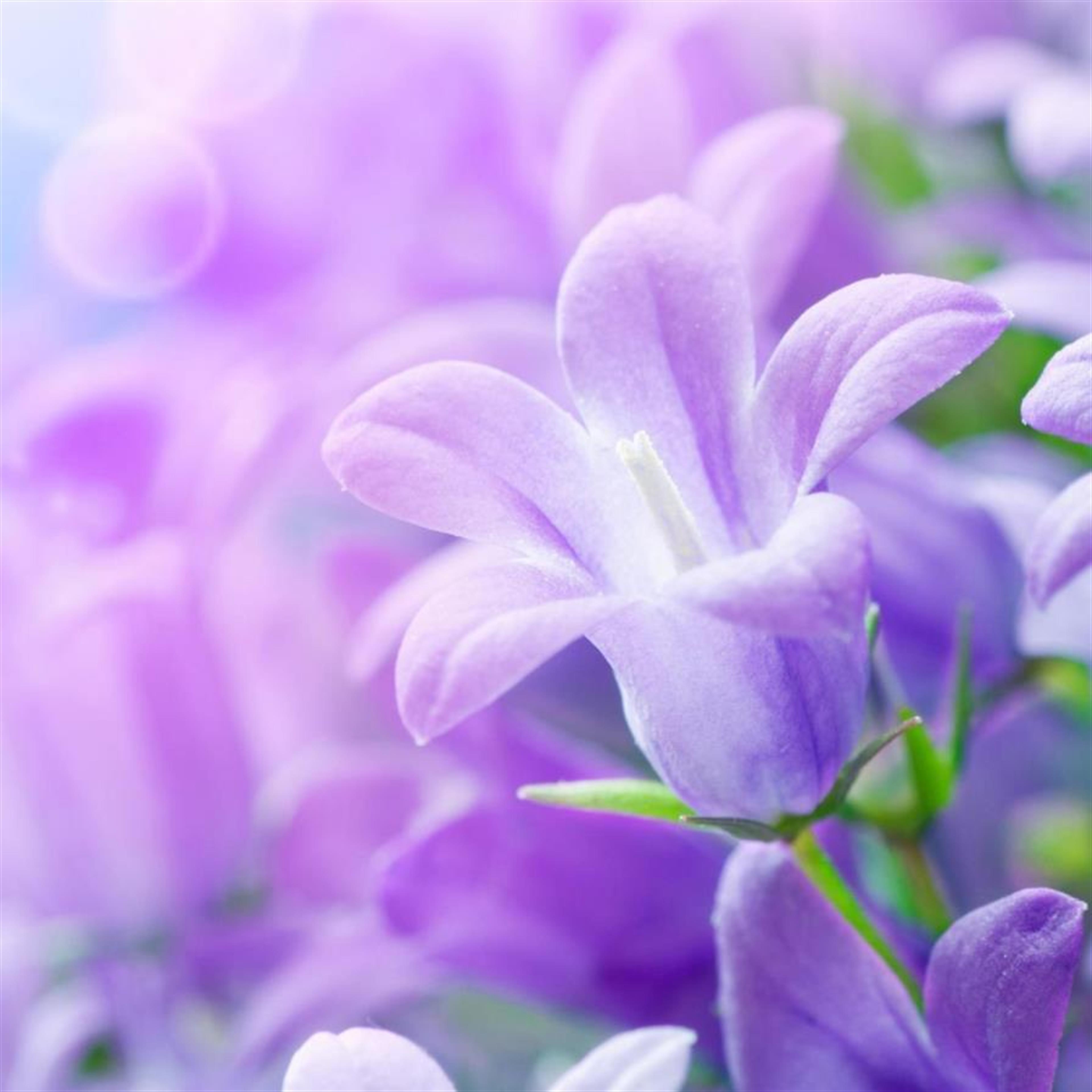 Carol Lynn Paul (Camdenton)'s obituary picture