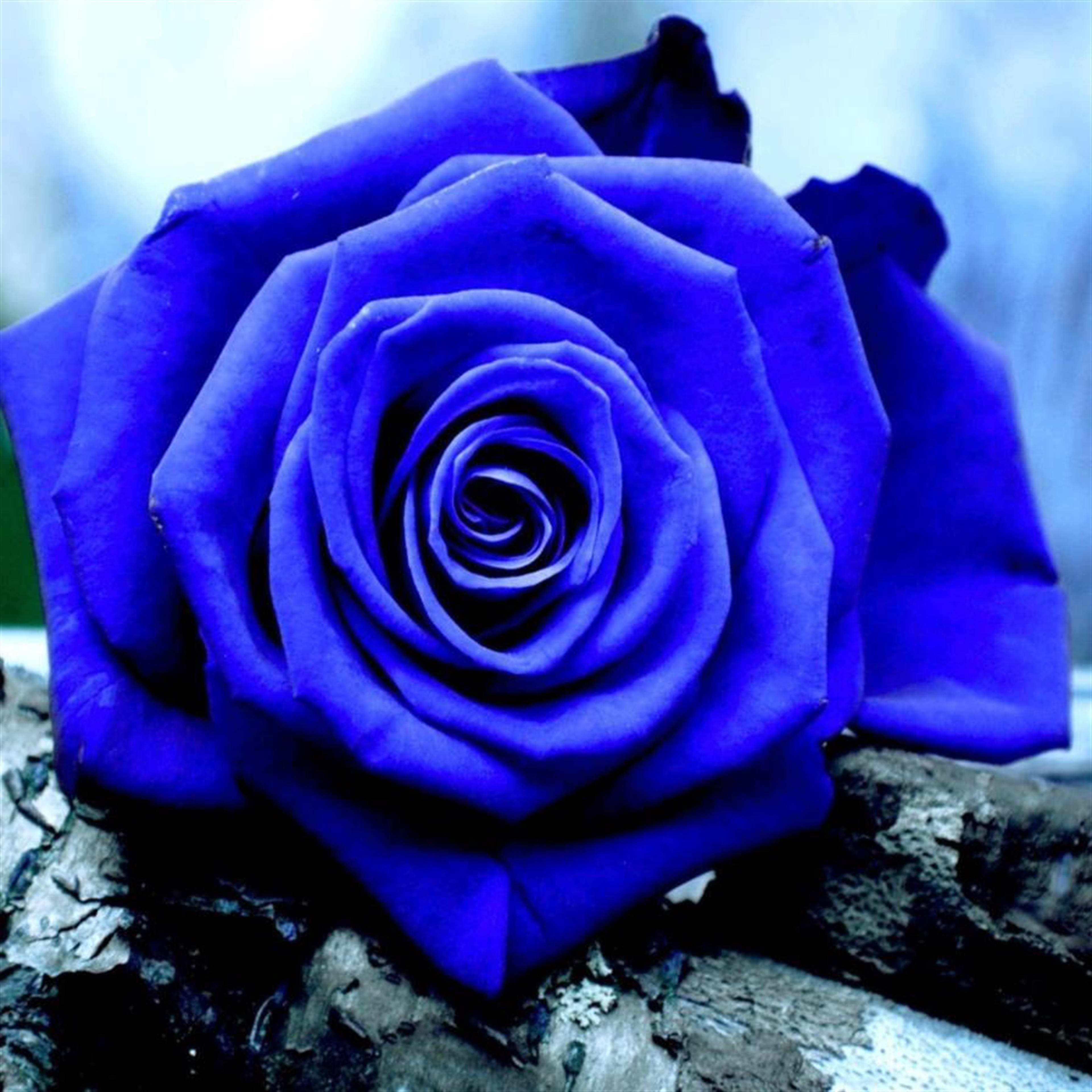 Martha Iwana Bartram