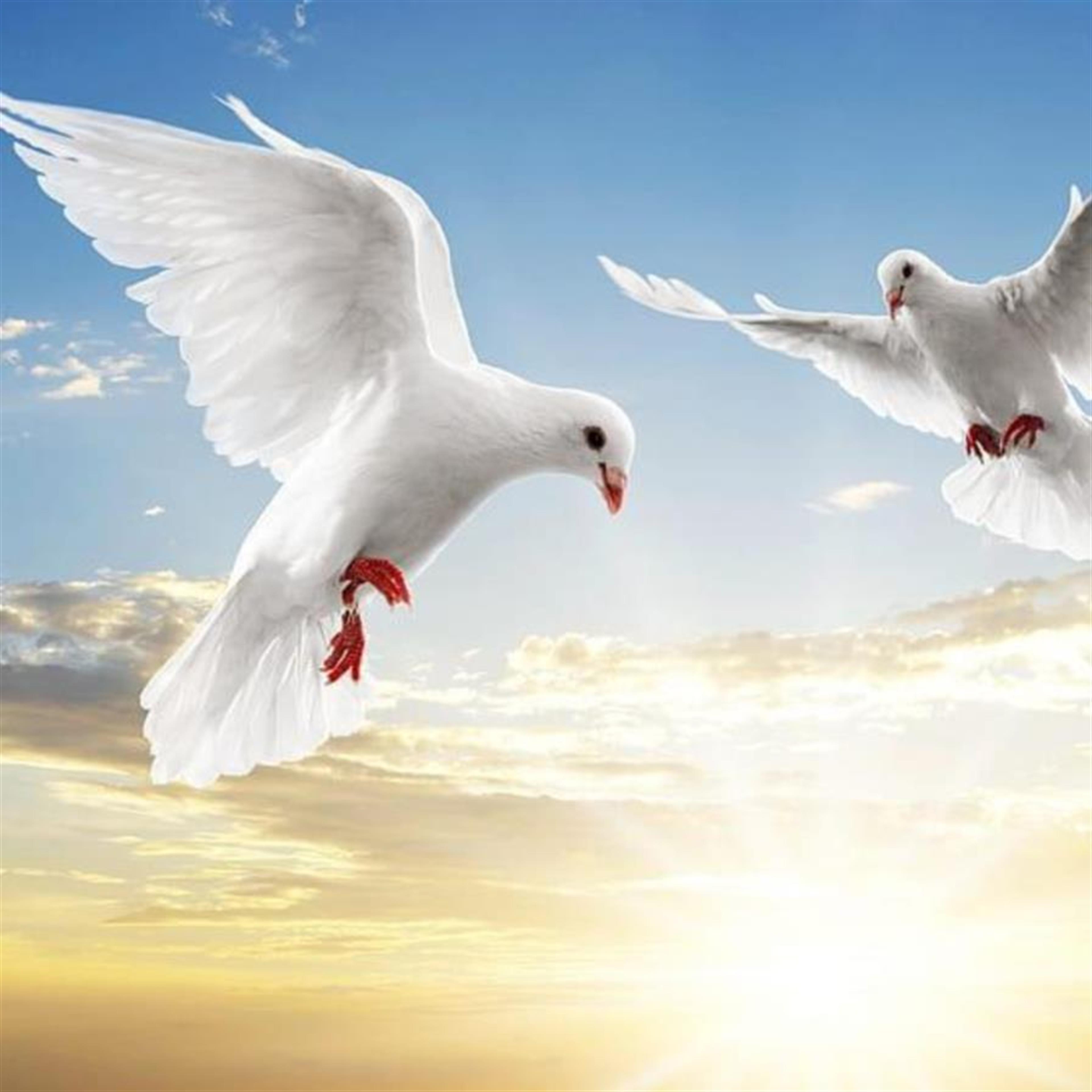 Angel Victor Negrete's obituary picture