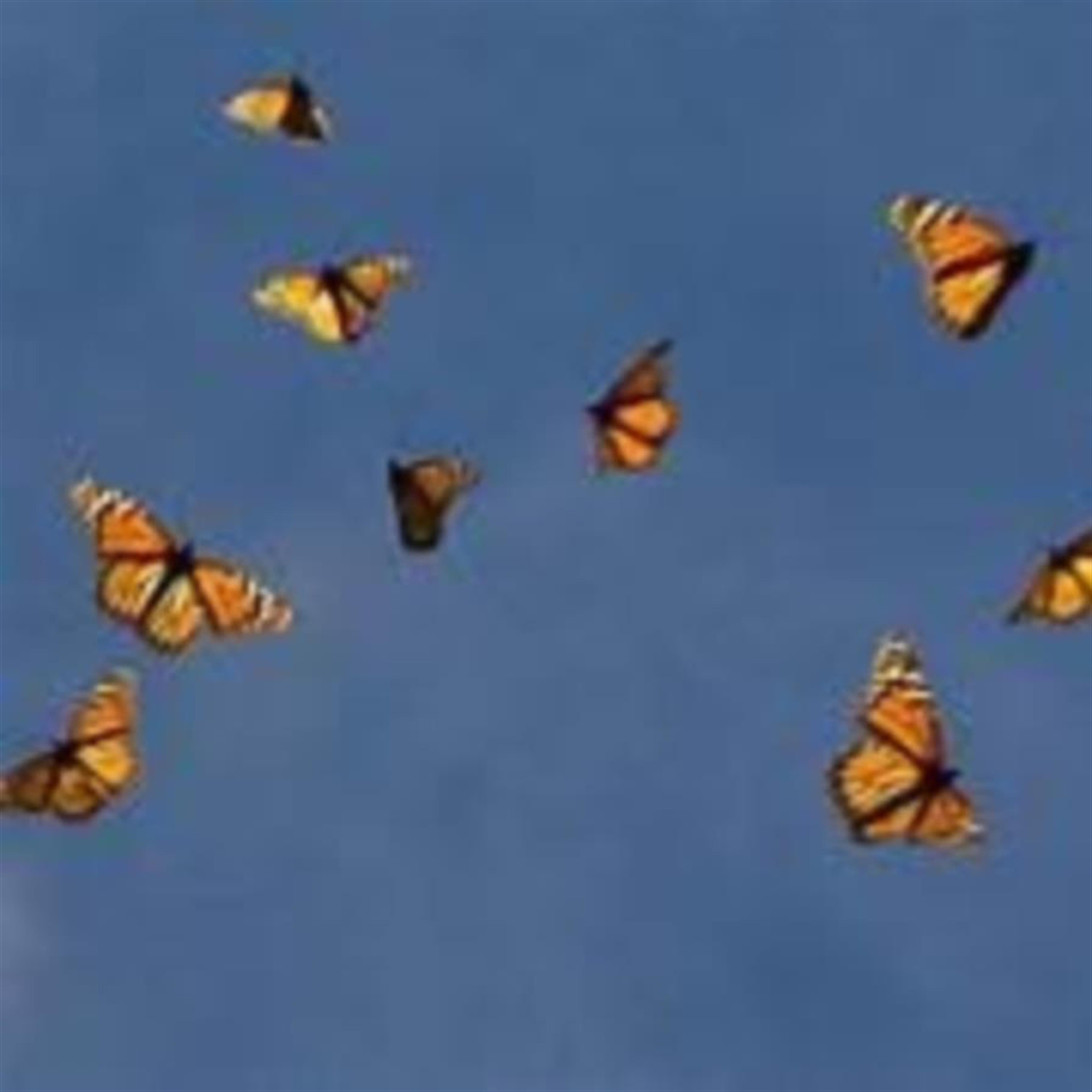 Ping Chu's obituary picture