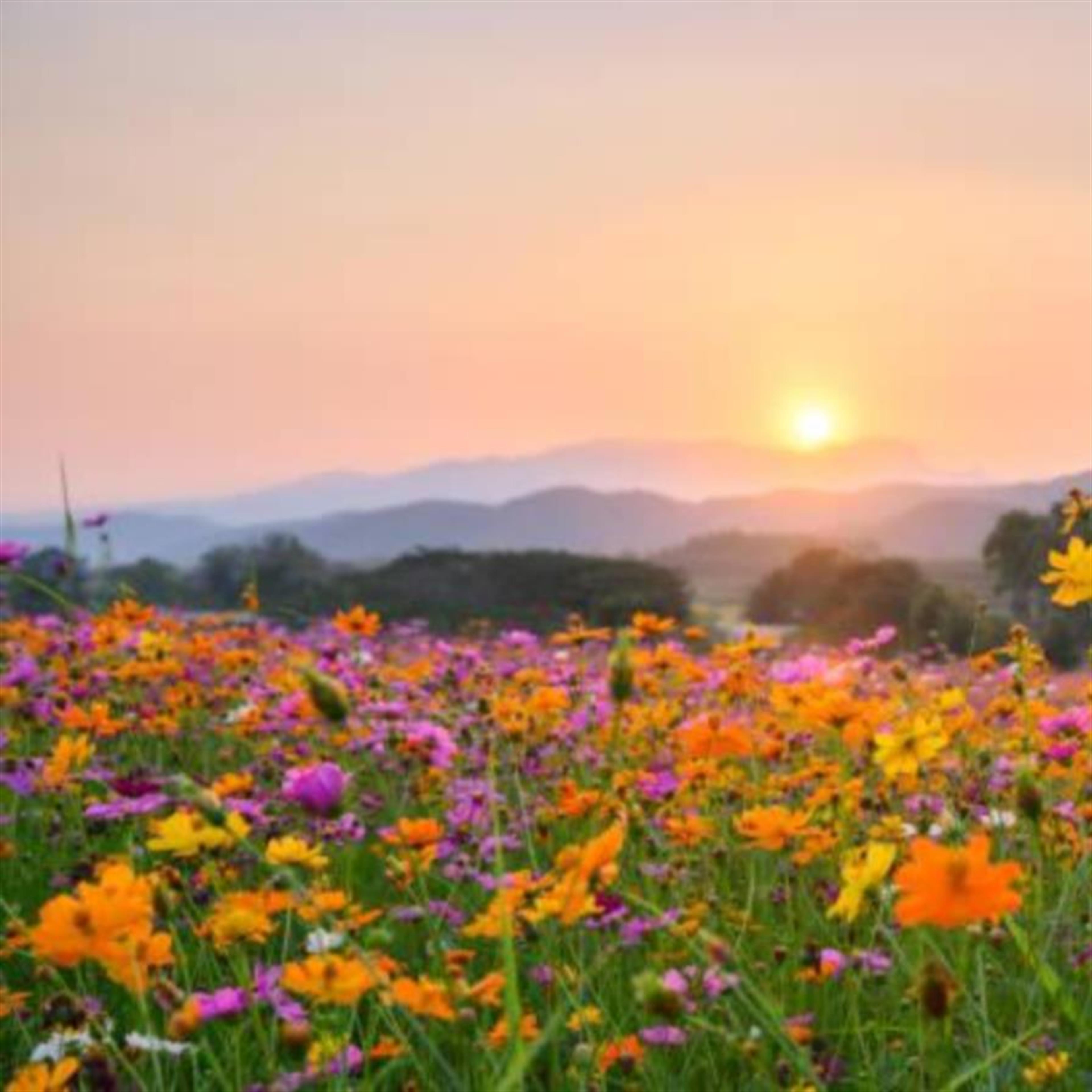 Deborah A. James Faubion Shaw's obituary picture