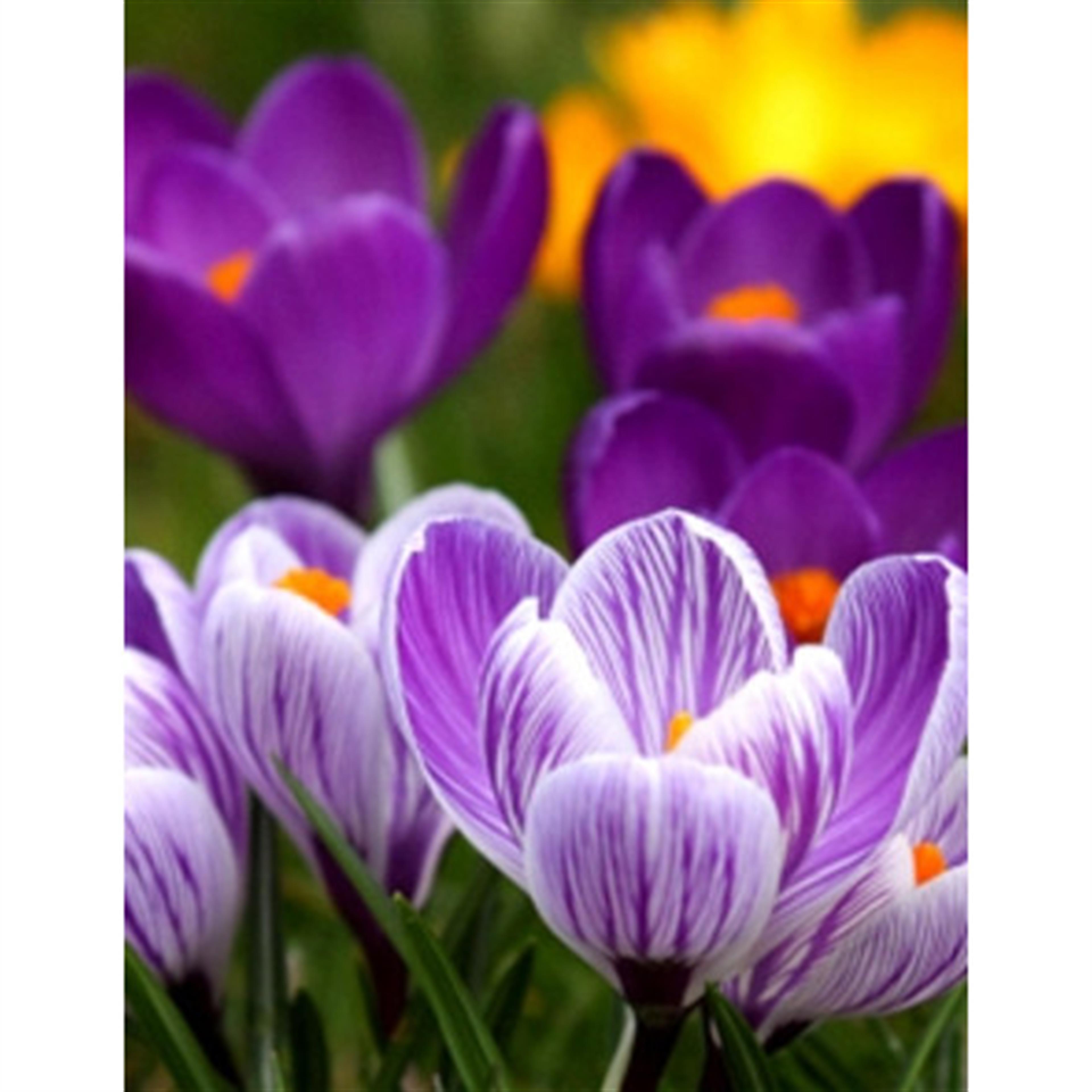 Mary Easterwood's obituary picture