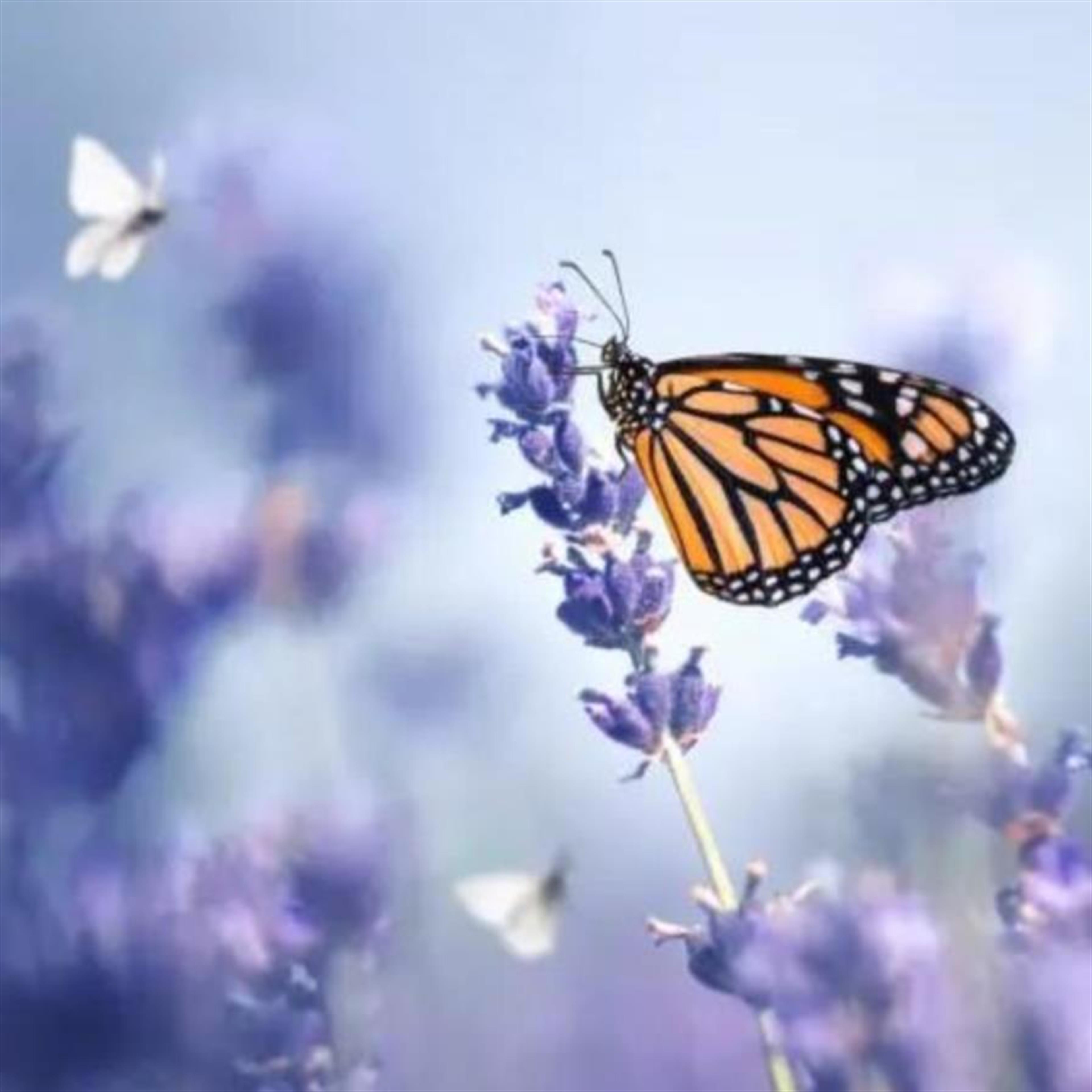 Gloria Jean Thompson's obituary picture