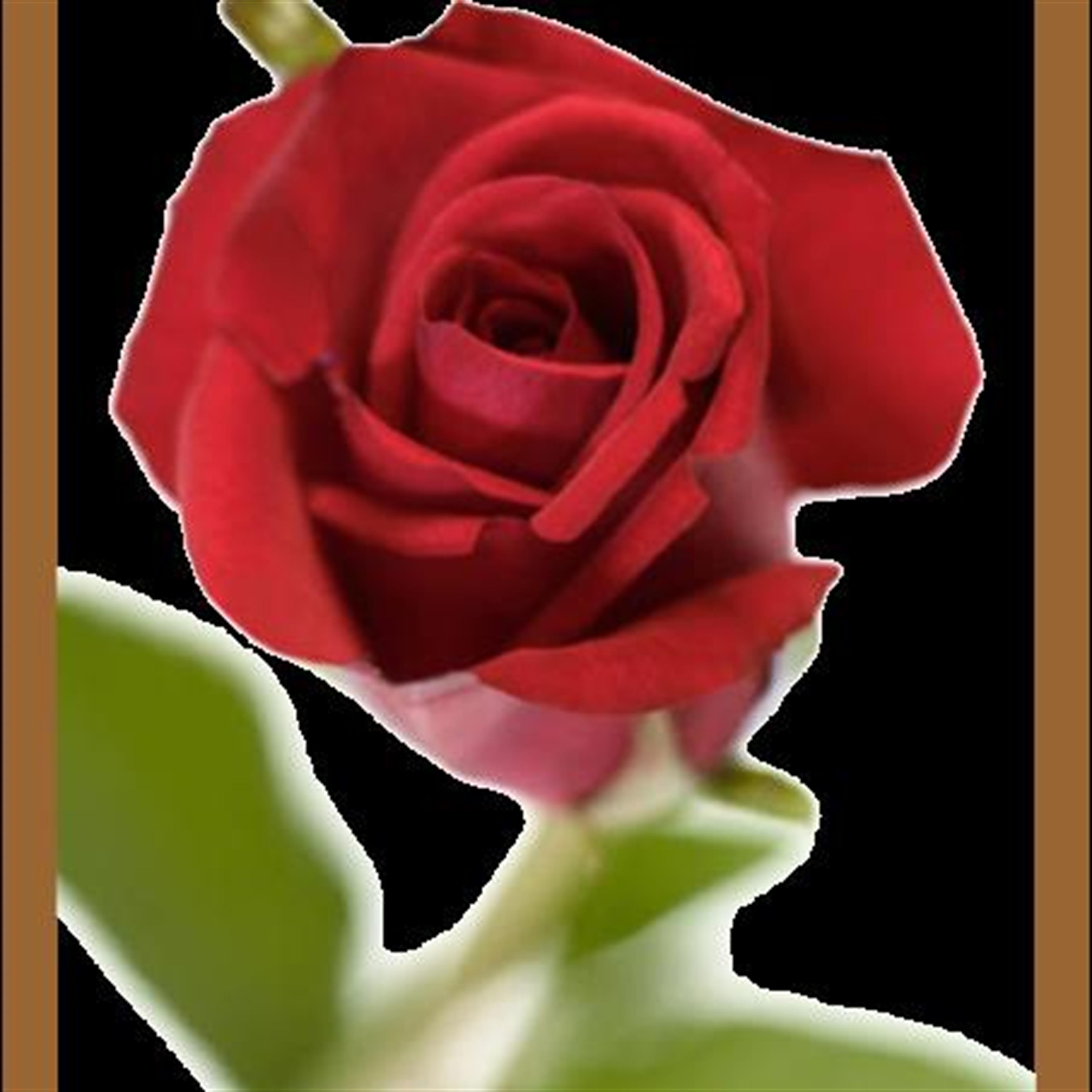 Barbara Carson's obituary picture