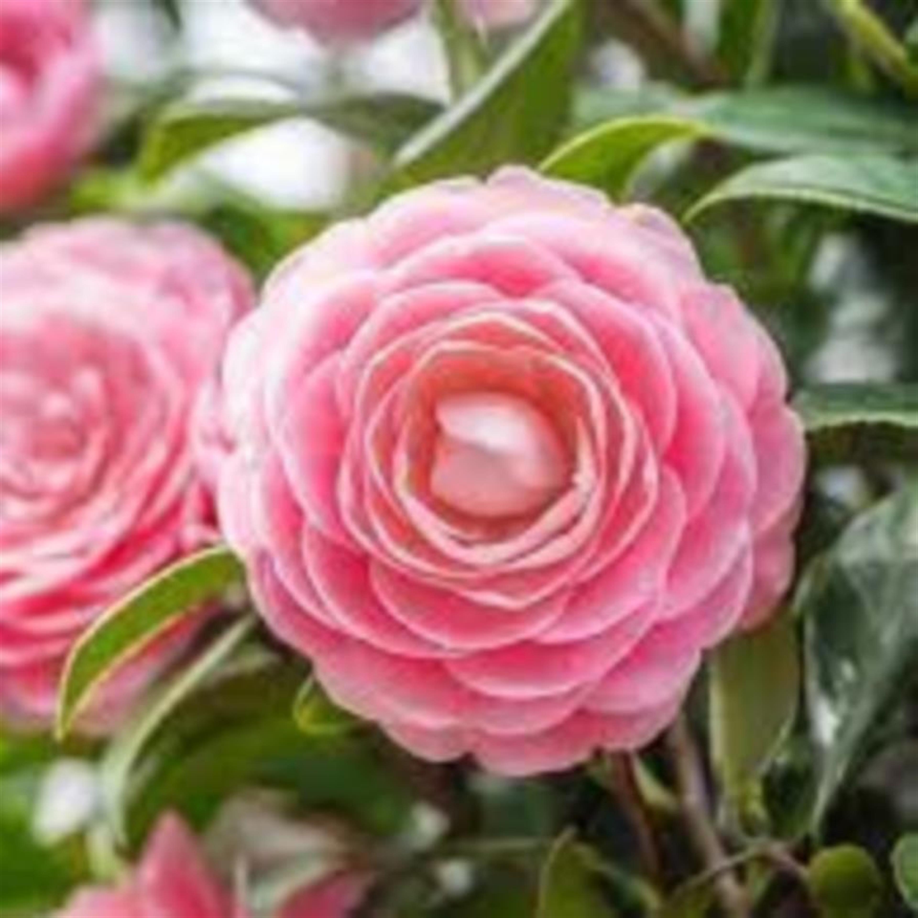 Belau, Janet R's obituary picture